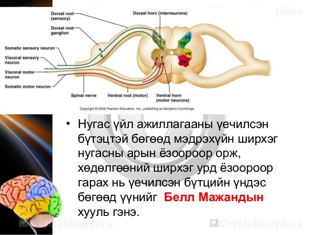 Neurophysiology мэдрэлийн физиологи