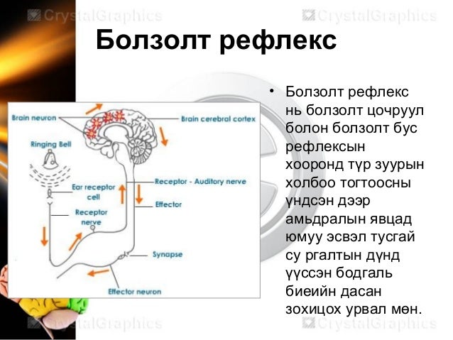 Neurophysiology мэдрэлийн физиологи