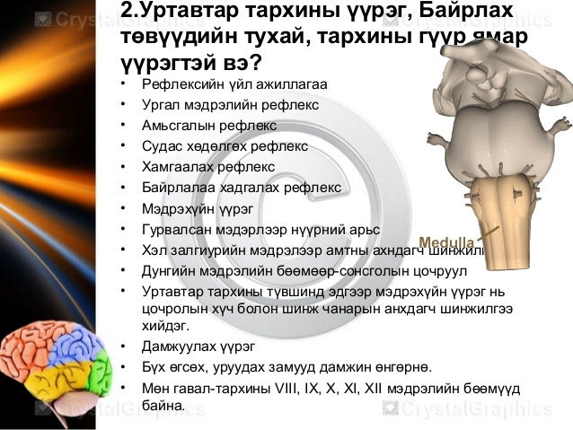 Neurophysiology мэдрэлийн физиологи