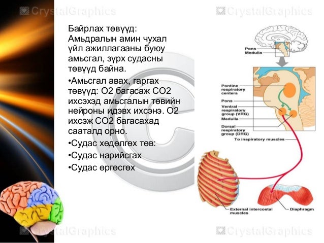 Neurophysiology мэдрэлийн физиологи