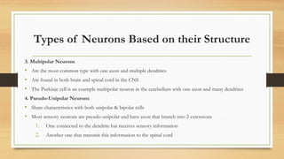 Most Common Neuron Type Neurophysiology description in human body | PPTX