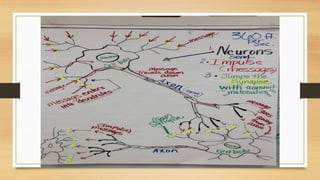 Neurophysiology Example Neurophysiology description in human body | PPTX