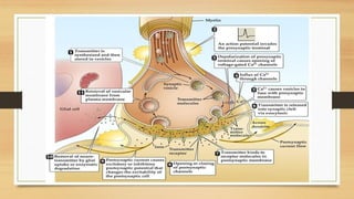 Neurophysiology Example Neurophysiology description in human body | PPTX