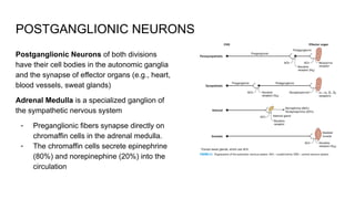 Lecture for Neurophysiology Medical Biology.pptx