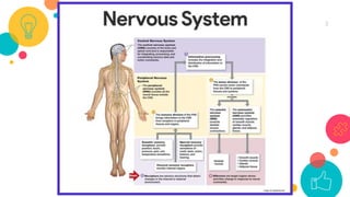 Neurophysiology Example Neurophysiology (1).pptx