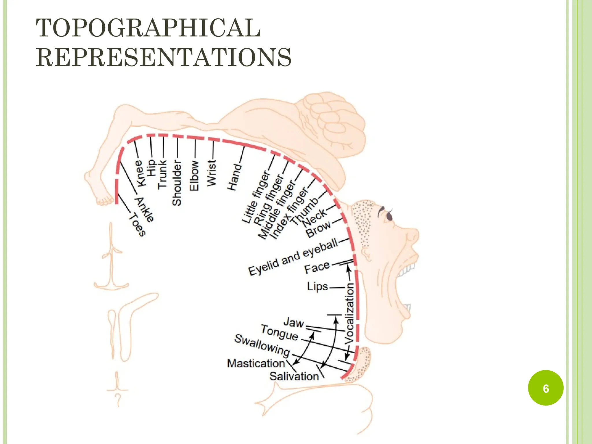 TOPOGRAPHICAL
REPRESENTATIONS
6
 