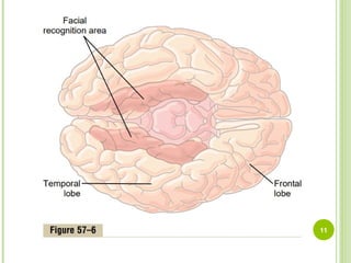 Neurophysiology 7th lecture (physiologic Anatomy of cereberal cortex).ppt