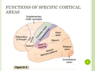 Neurophysiology 7th lecture (physiologic Anatomy of cereberal cortex).ppt