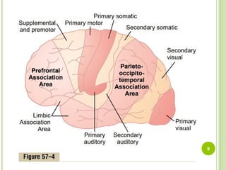 Neurophysiology 7th lecture (physiologic Anatomy of cereberal cortex).ppt