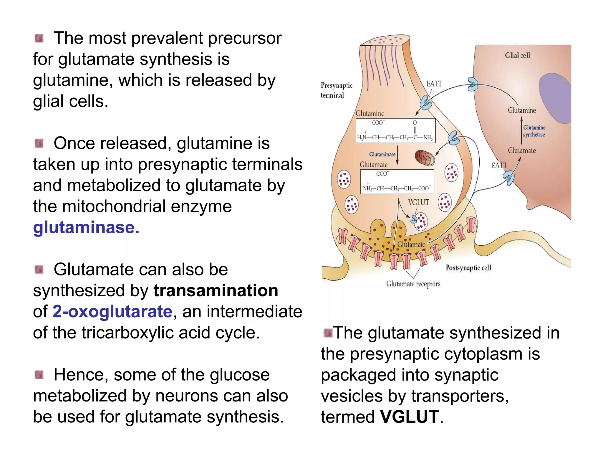 The most prevalent precursor
for glutamate synthesis is
glutamine, which is released by
glial cells.

   Once released, glutamine is
taken up into presynaptic terminals
and metabolized to glutamate by
the mitochondrial enzyme
glutaminase.

   Glutamate can also be
synthesized by transamination
of 2-oxoglutarate, an intermediate
of the tricarboxylic acid cycle.        The glutamate synthesized in
                                      the presynaptic cytoplasm is
  Hence, some of the glucose          packaged into synaptic
metabolized by neurons can also       vesicles by transporters,
be used for glutamate synthesis.      termed VGLUT.
 