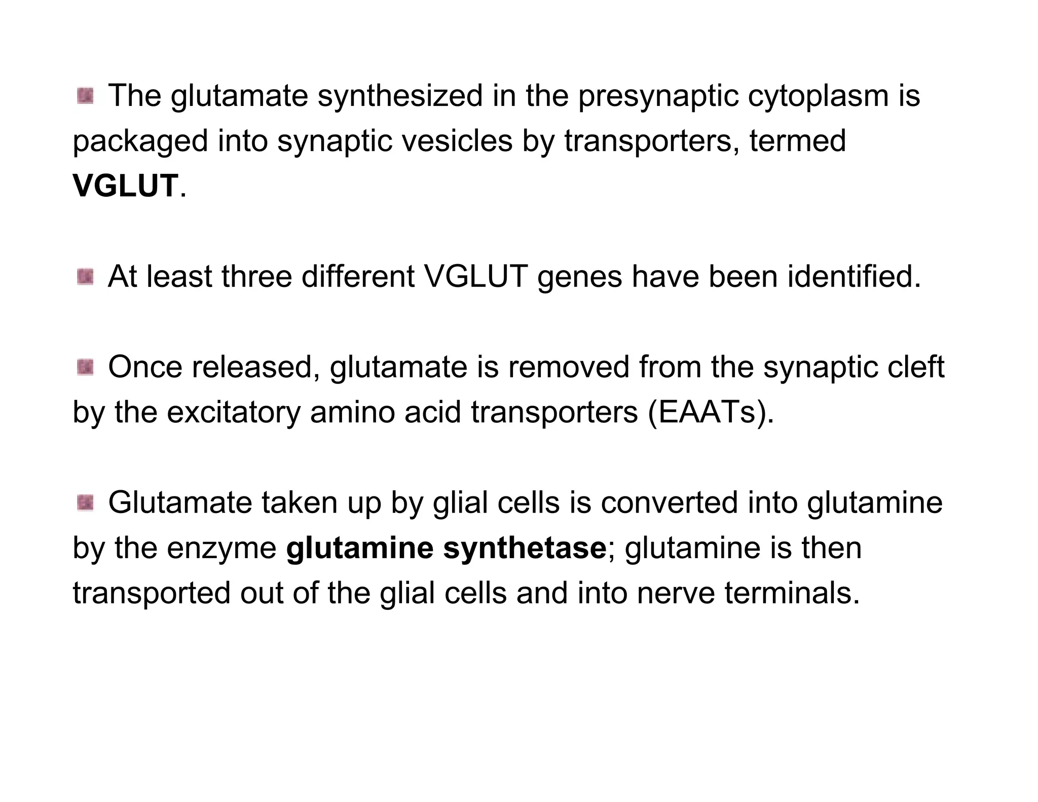 The glutamate synthesized in the presynaptic cytoplasm is
packaged into synaptic vesicles by transporters, termed
VGLUT.

  At least three different VGLUT genes have been identified.

  Once released, glutamate is removed from the synaptic cleft
by the excitatory amino acid transporters (EAATs).

   Glutamate taken up by glial cells is converted into glutamine
by the enzyme glutamine synthetase; glutamine is then
transported out of the glial cells and into nerve terminals.
 