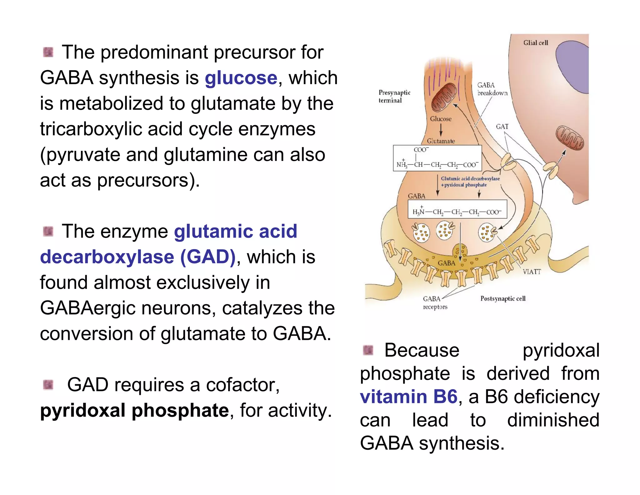 The predominant precursor for
GABA synthesis is glucose, which
is metabolized to glutamate by the
tricarboxylic acid cycle enzymes
(pyruvate and glutamine can also
act as precursors).

   The enzyme glutamic acid
decarboxylase (GAD), which is
found almost exclusively in
GABAergic neurons, catalyzes the
conversion of glutamate to GABA.
                                        Because        pyridoxal
                                     phosphate is derived from
   GAD requires a cofactor,
                                     vitamin B6, a B6 deficiency
pyridoxal phosphate, for activity.   can lead to diminished
                                     GABA synthesis.
 