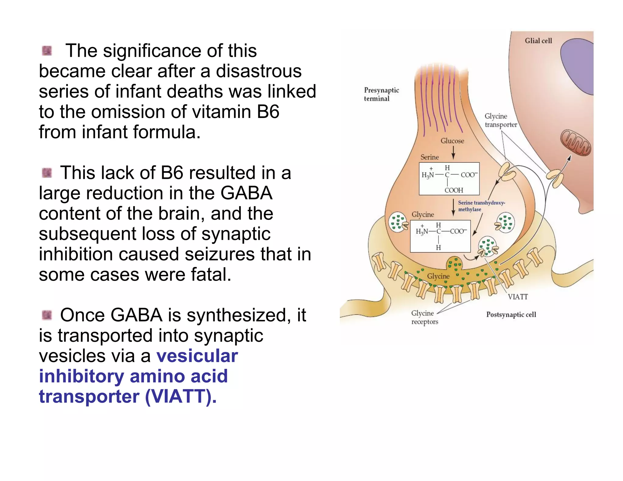The significance of this
became clear after a disastrous
series of infant deaths was linked
to the omission of vitamin B6
from infant formula.

   This lack of B6 resulted in a
large reduction in the GABA
content of the brain, and the
subsequent loss of synaptic
inhibition caused seizures that in
some cases were fatal.

   Once GABA is synthesized, it
is transported into synaptic
vesicles via a vesicular
inhibitory amino acid
transporter (VIATT).
 