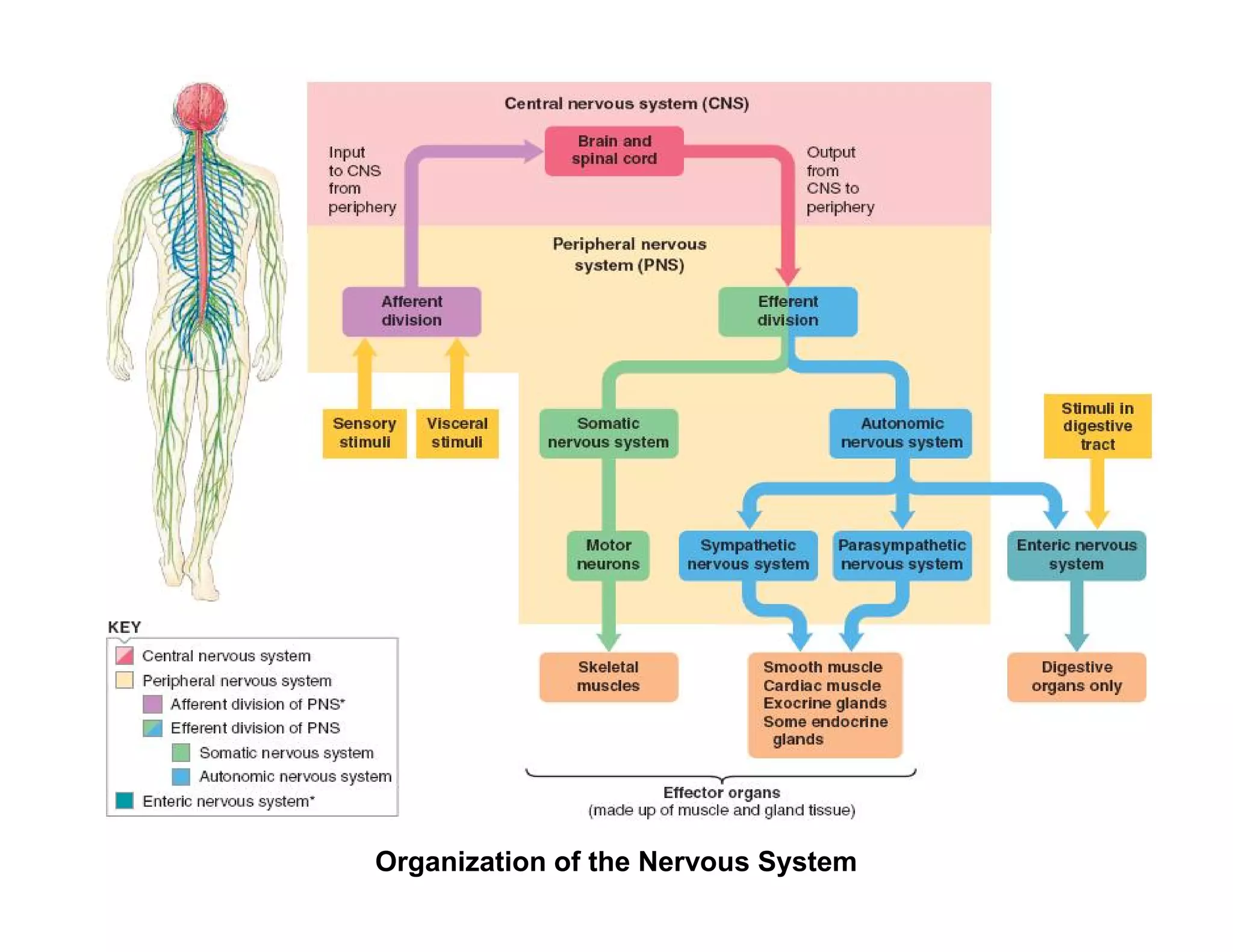 Organization of the Nervous System
 