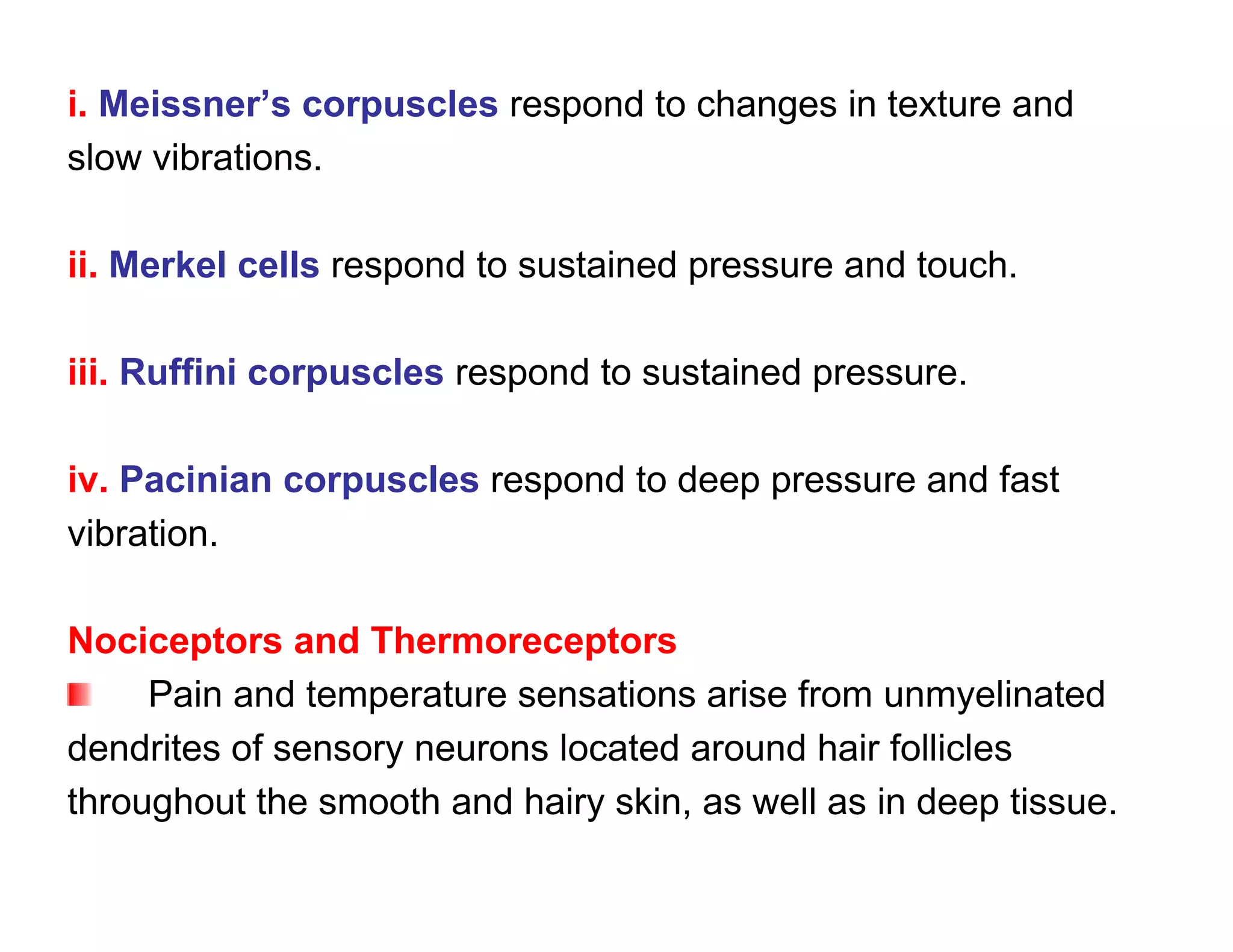 i. Meissner’s corpuscles respond to changes in texture and
slow vibrations.

ii. Merkel cells respond to sustained pressure and touch.

iii. Ruffini corpuscles respond to sustained pressure.

iv. Pacinian corpuscles respond to deep pressure and fast
vibration.

Nociceptors and Thermoreceptors
     Pain and temperature sensations arise from unmyelinated
dendrites of sensory neurons located around hair follicles
throughout the smooth and hairy skin, as well as in deep tissue.
 