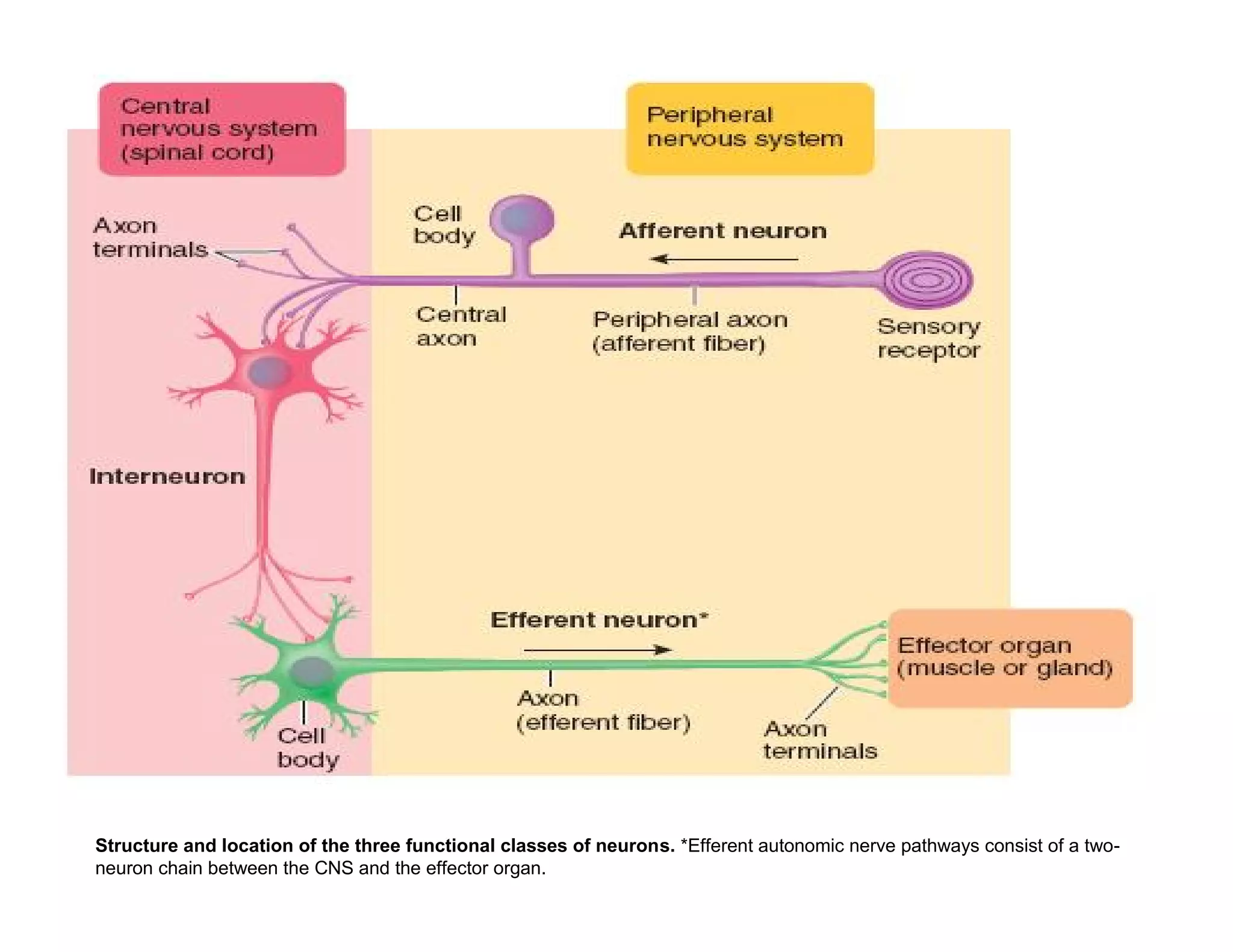 Structure and location of the three functional classes of neurons. *Efferent autonomic nerve pathways consist of a two-
neuron chain between the CNS and the effector organ.
 