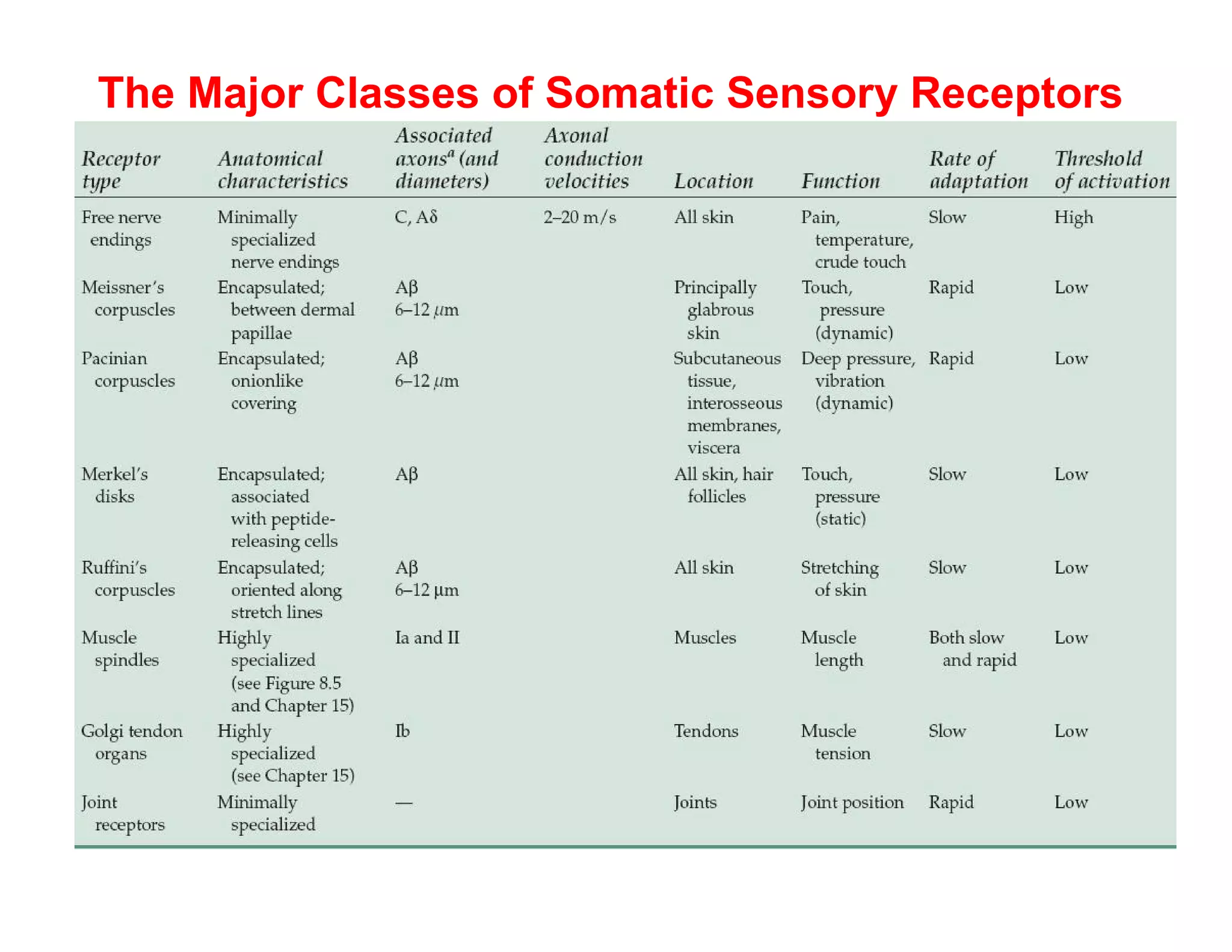 The Major Classes of Somatic Sensory Receptors
 