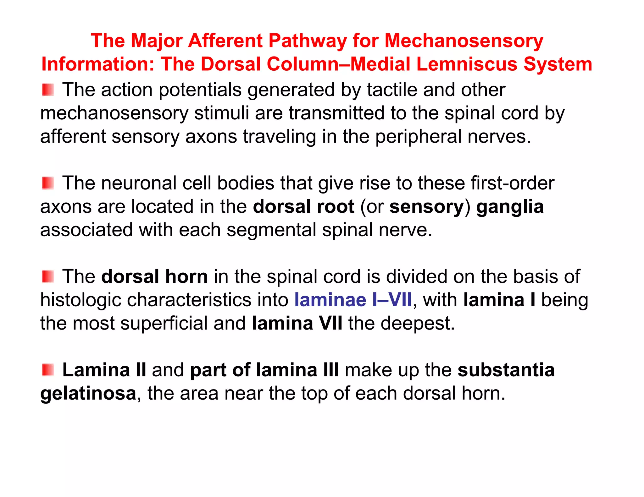 The Major Afferent Pathway for Mechanosensory
Information: The Dorsal Column–Medial Lemniscus System
   The action potentials generated by tactile and other
mechanosensory stimuli are transmitted to the spinal cord by
afferent sensory axons traveling in the peripheral nerves.

  The neuronal cell bodies that give rise to these first-order
axons are located in the dorsal root (or sensory) ganglia
associated with each segmental spinal nerve.

   The dorsal horn in the spinal cord is divided on the basis of
histologic characteristics into laminae I–VII, with lamina I being
the most superficial and lamina VII the deepest.

  Lamina II and part of lamina III make up the substantia
gelatinosa, the area near the top of each dorsal horn.
 