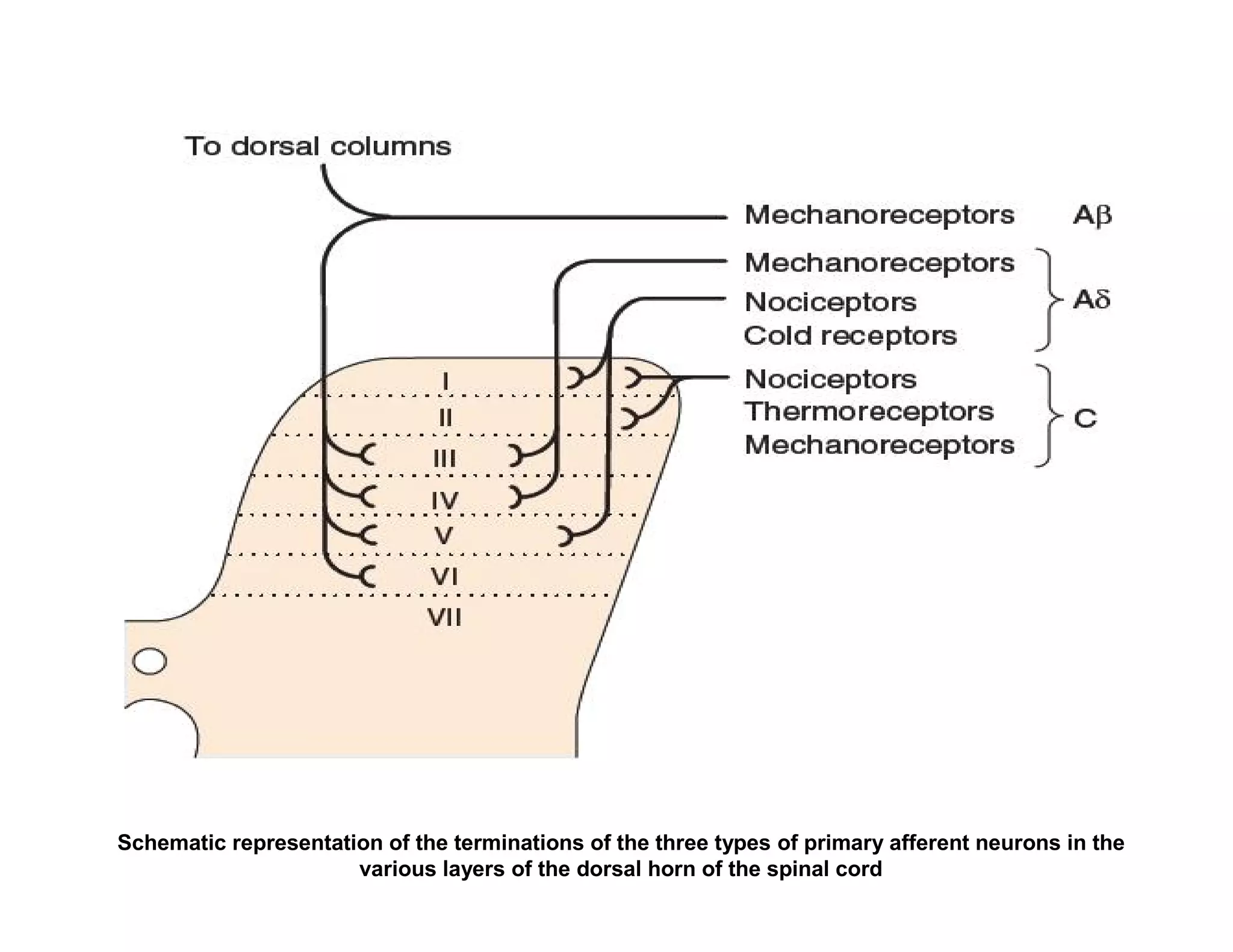 Schematic representation of the terminations of the three types of primary afferent neurons in the
                      various layers of the dorsal horn of the spinal cord
 
