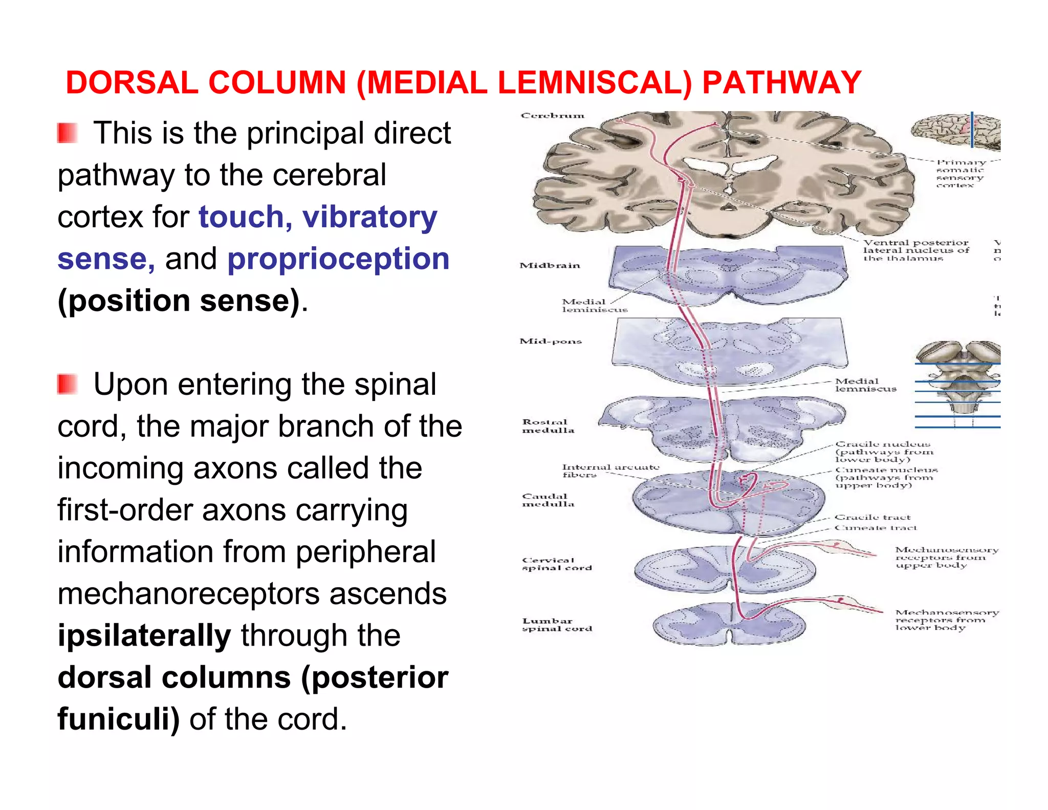 DORSAL COLUMN (MEDIAL LEMNISCAL) PATHWAY
  This is the principal direct
pathway to the cerebral
cortex for touch, vibratory
sense, and proprioception
(position sense).

    Upon entering the spinal
cord, the major branch of the
incoming axons called the
first-order axons carrying
information from peripheral
mechanoreceptors ascends
ipsilaterally through the
dorsal columns (posterior
funiculi) of the cord.
 