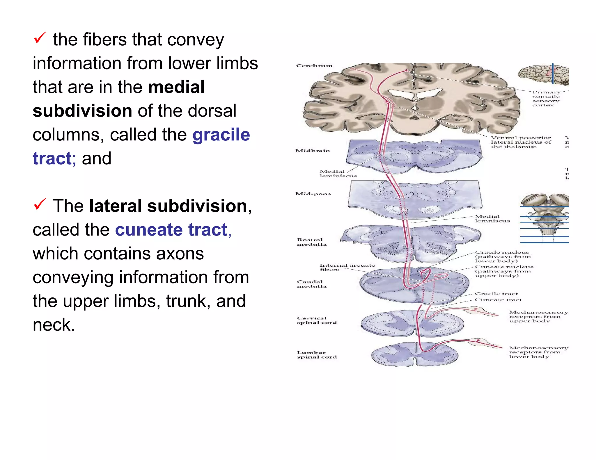  the fibers that convey
information from lower limbs
that are in the medial
subdivision of the dorsal
columns, called the gracile
tract; and

 The lateral subdivision,
called the cuneate tract,
which contains axons
conveying information from
the upper limbs, trunk, and
neck.
 
