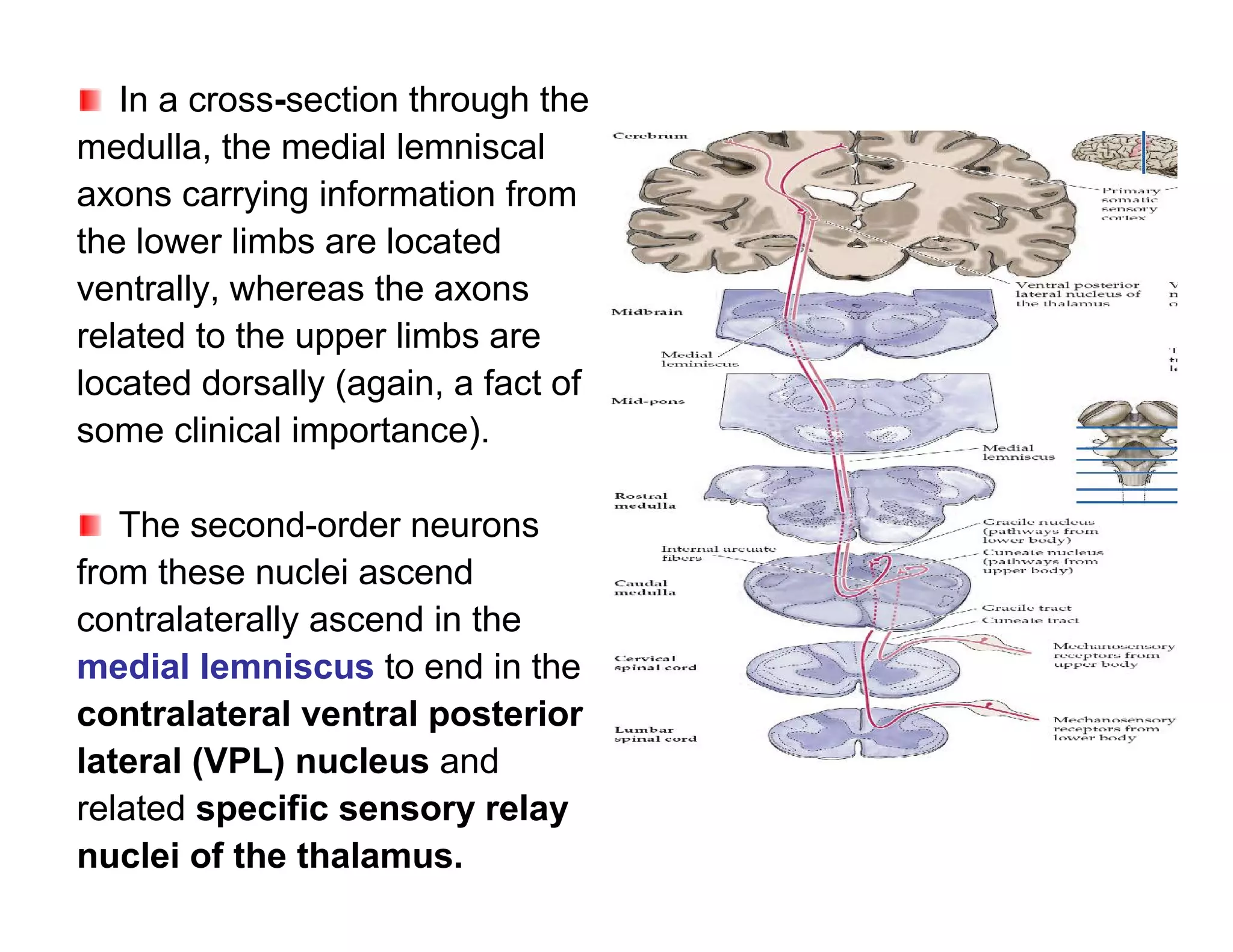 In a cross-section through the
medulla, the medial lemniscal
axons carrying information from
the lower limbs are located
ventrally, whereas the axons
related to the upper limbs are
located dorsally (again, a fact of
some clinical importance).

   The second-order neurons
from these nuclei ascend
contralaterally ascend in the
medial lemniscus to end in the
contralateral ventral posterior
lateral (VPL) nucleus and
related specific sensory relay
nuclei of the thalamus.
 