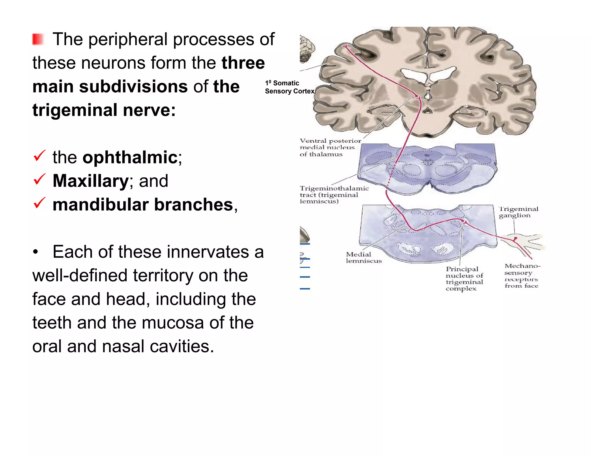 The peripheral processes of
these neurons form the three
main subdivisions of the        10 Somatic
                                Sensory Cortex


trigeminal nerve:

 the ophthalmic;
 Maxillary; and
 mandibular branches,

• Each of these innervates a
well-defined territory on the
face and head, including the
teeth and the mucosa of the
oral and nasal cavities.
 