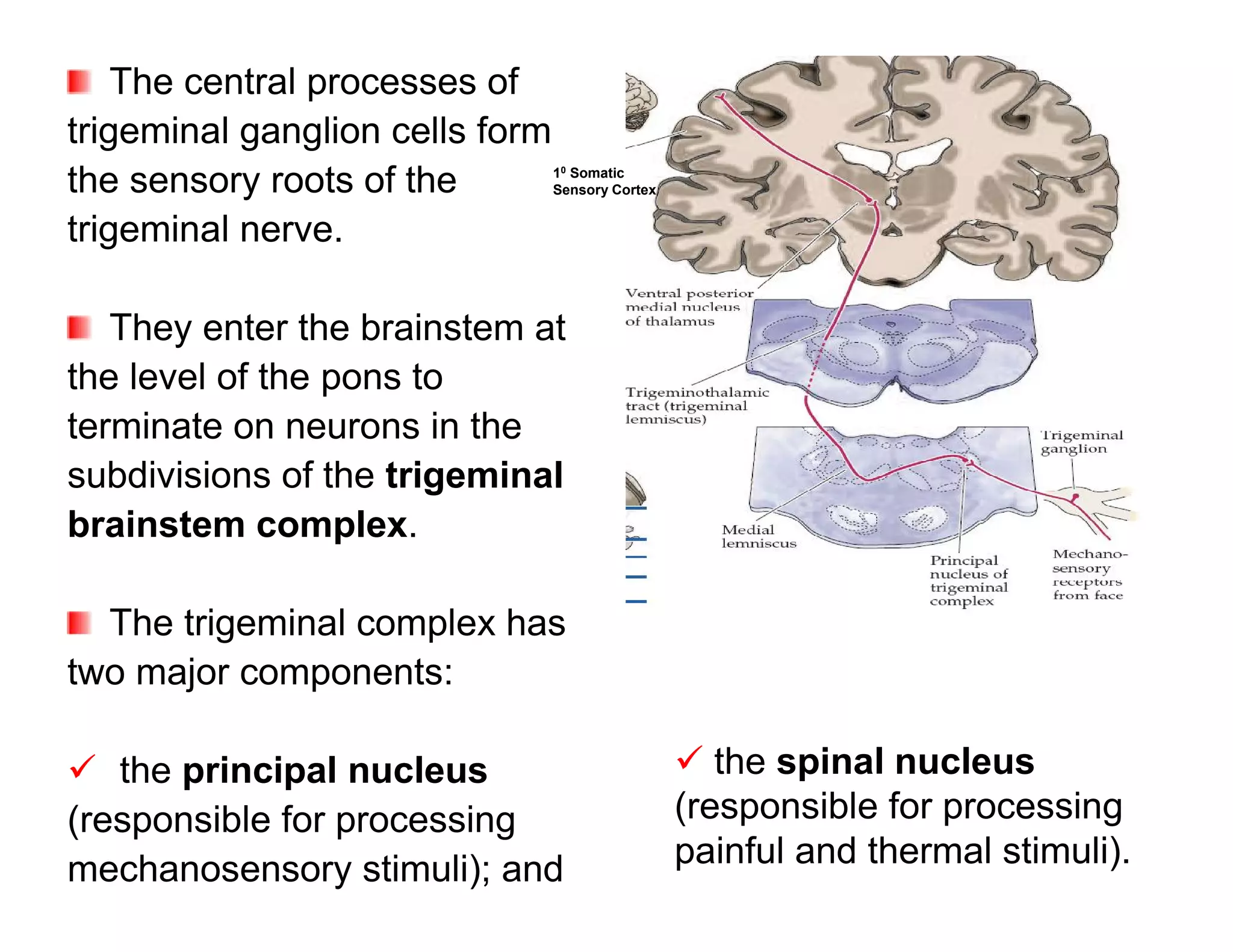 The central processes of
trigeminal ganglion cells form
the sensory roots of the         10 Somatic
                                 Sensory Cortex


trigeminal nerve.

   They enter the brainstem at
the level of the pons to
terminate on neurons in the
subdivisions of the trigeminal
brainstem complex.

  The trigeminal complex has
two major components:

 the principal nucleus                            the spinal nucleus
(responsible for processing                       (responsible for processing
mechanosensory stimuli); and                      painful and thermal stimuli).
 
