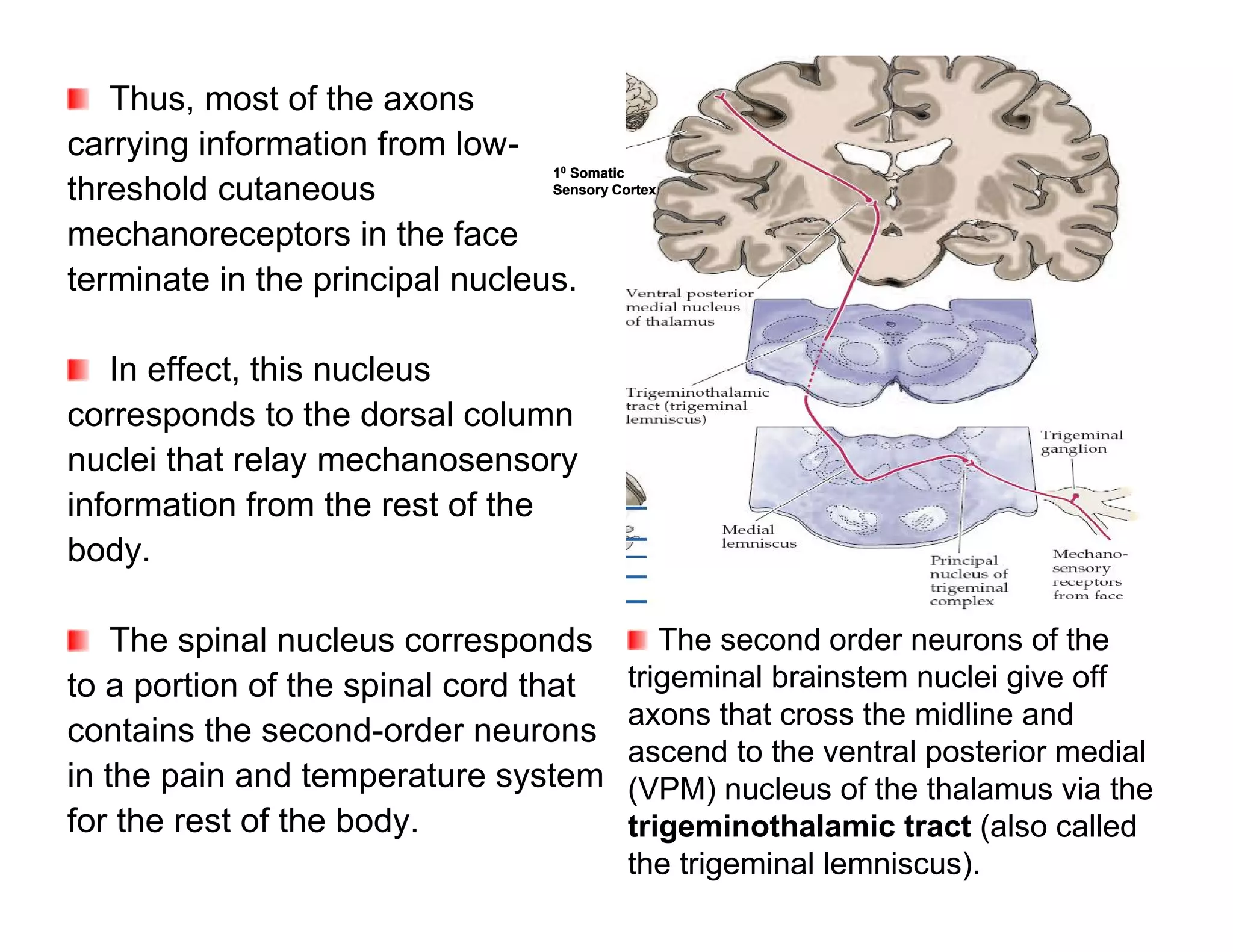 Thus, most of the axons
carrying information from low-
                                       0
                                 1 Somatic
threshold cutaneous              Sensory Cortex


mechanoreceptors in the face
terminate in the principal nucleus.

   In effect, this nucleus
corresponds to the dorsal column
nuclei that relay mechanosensory
information from the rest of the
body.

    The spinal nucleus corresponds             The second order neurons of the
to a portion of the spinal cord that        trigeminal brainstem nuclei give off
                                            axons that cross the midline and
contains the second-order neurons
                                            ascend to the ventral posterior medial
in the pain and temperature system          (VPM) nucleus of the thalamus via the
for the rest of the body.                   trigeminothalamic tract (also called
                                            the trigeminal lemniscus).
 