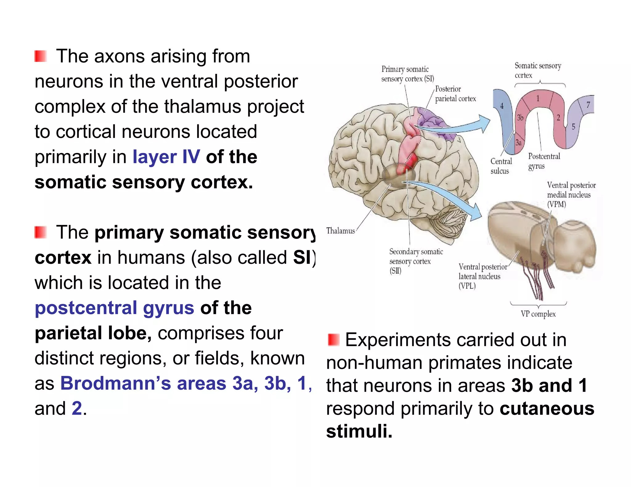 The axons arising from
neurons in the ventral posterior
complex of the thalamus project
to cortical neurons located
primarily in layer IV of the
somatic sensory cortex.

   The primary somatic sensory
cortex in humans (also called SI),
which is located in the
postcentral gyrus of the
parietal lobe, comprises four        Experiments carried out in
distinct regions, or fields, known non-human primates indicate
as Brodmann’s areas 3a, 3b, 1, that neurons in areas 3b and 1
and 2.                             respond primarily to cutaneous
                                   stimuli.
 