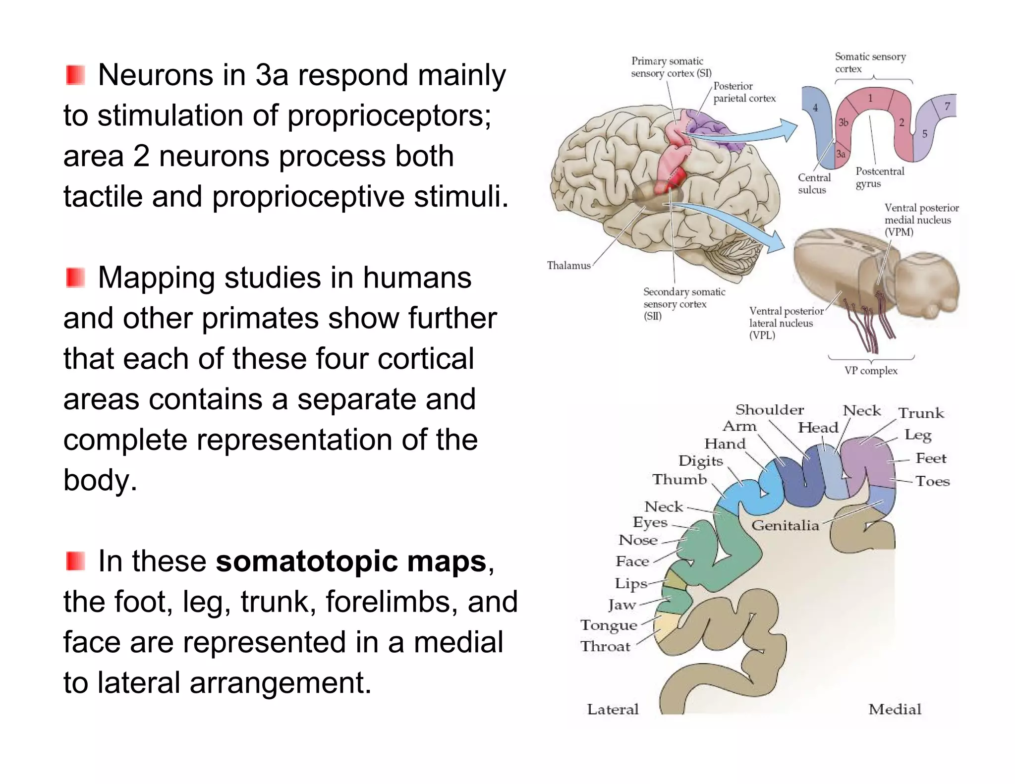 Neurons in 3a respond mainly
to stimulation of proprioceptors;
area 2 neurons process both
tactile and proprioceptive stimuli.

   Mapping studies in humans
and other primates show further
that each of these four cortical
areas contains a separate and
complete representation of the
body.

   In these somatotopic maps,
the foot, leg, trunk, forelimbs, and
face are represented in a medial
to lateral arrangement.
 