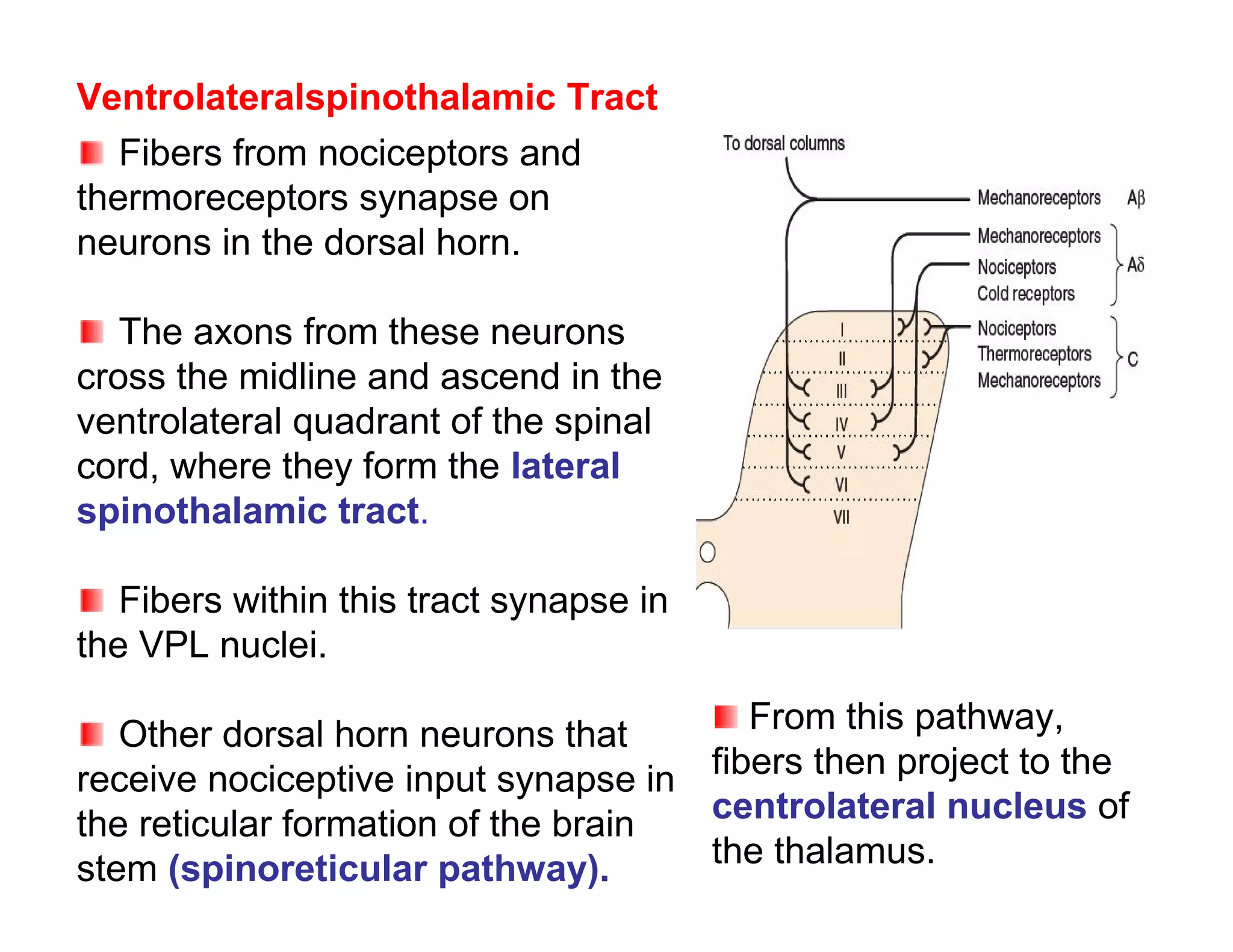 Ventrolateralspinothalamic Tract
   Fibers from nociceptors and
thermoreceptors synapse on
neurons in the dorsal horn.

   The axons from these neurons
cross the midline and ascend in the
ventrolateral quadrant of the spinal
cord, where they form the lateral
spinothalamic tract.

   Fibers within this tract synapse in
the VPL nuclei.

   Other dorsal horn neurons that       From this pathway,
receive nociceptive input synapse in fibers then project to the
the reticular formation of the brain centrolateral nucleus of
stem (spinoreticular pathway).       the thalamus.
 