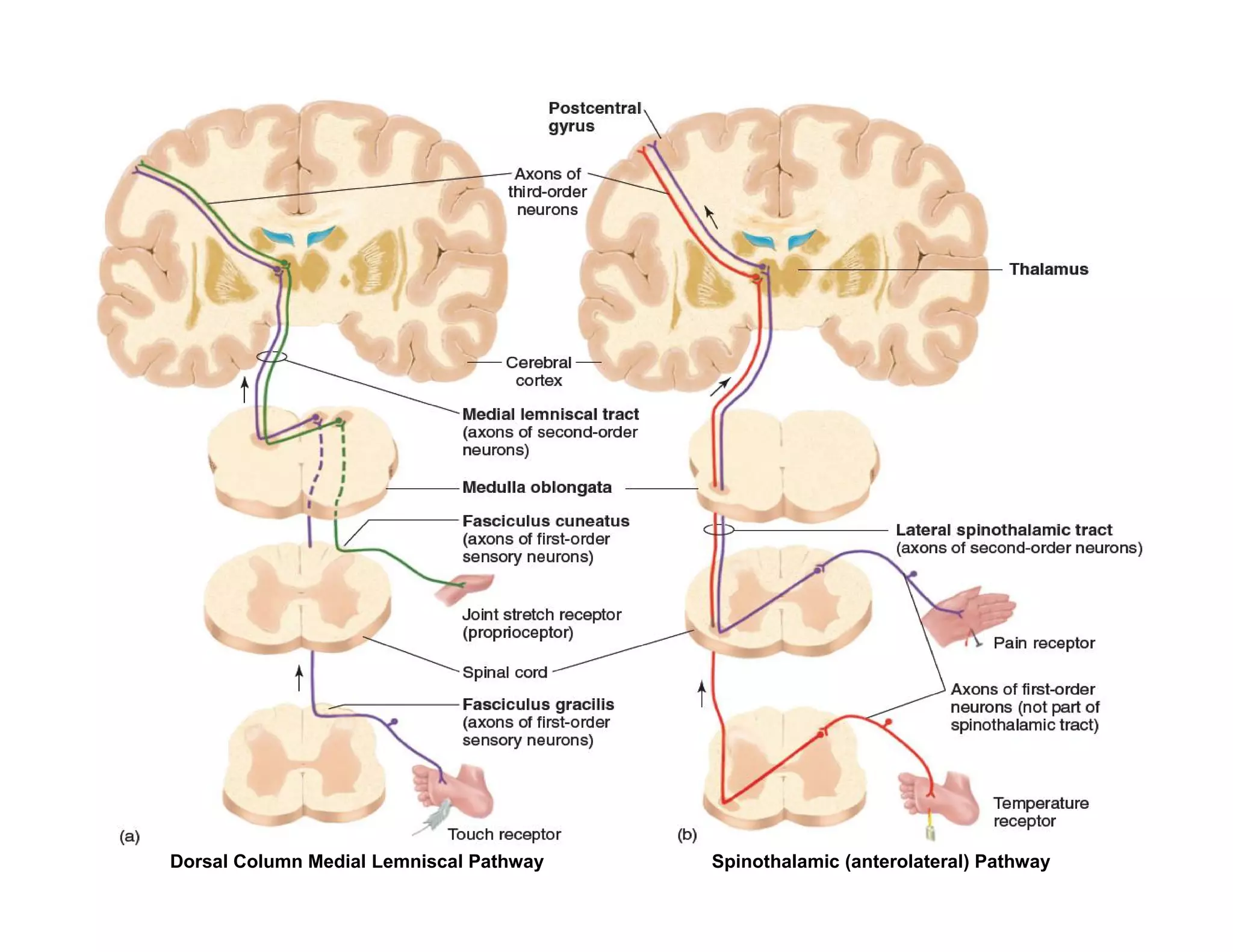 Dorsal Column Medial Lemniscal Pathway   Spinothalamic (anterolateral) Pathway
 