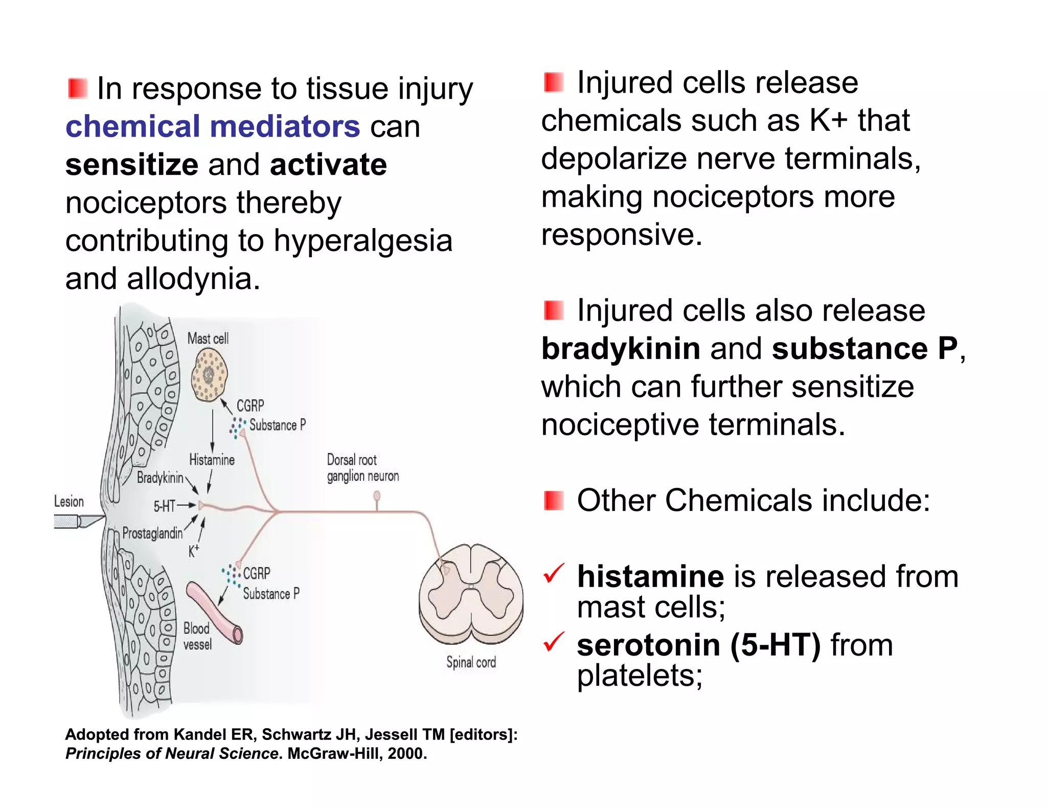 In response to tissue injury                                 Injured cells release
chemical mediators can                                       chemicals such as K+ that
sensitize and activate                                       depolarize nerve terminals,
nociceptors thereby                                          making nociceptors more
contributing to hyperalgesia                                 responsive.
and allodynia.
                                                               Injured cells also release
                                                             bradykinin and substance P,
                                                             which can further sensitize
                                                             nociceptive terminals.

                                                               Other Chemicals include:

                                                              histamine is released from
                                                               mast cells;
                                                              serotonin (5-HT) from
                                                               platelets;
Adopted from Kandel ER, Schwartz JH, Jessell TM [editors]:
Principles of Neural Science. McGraw-Hill, 2000.
 