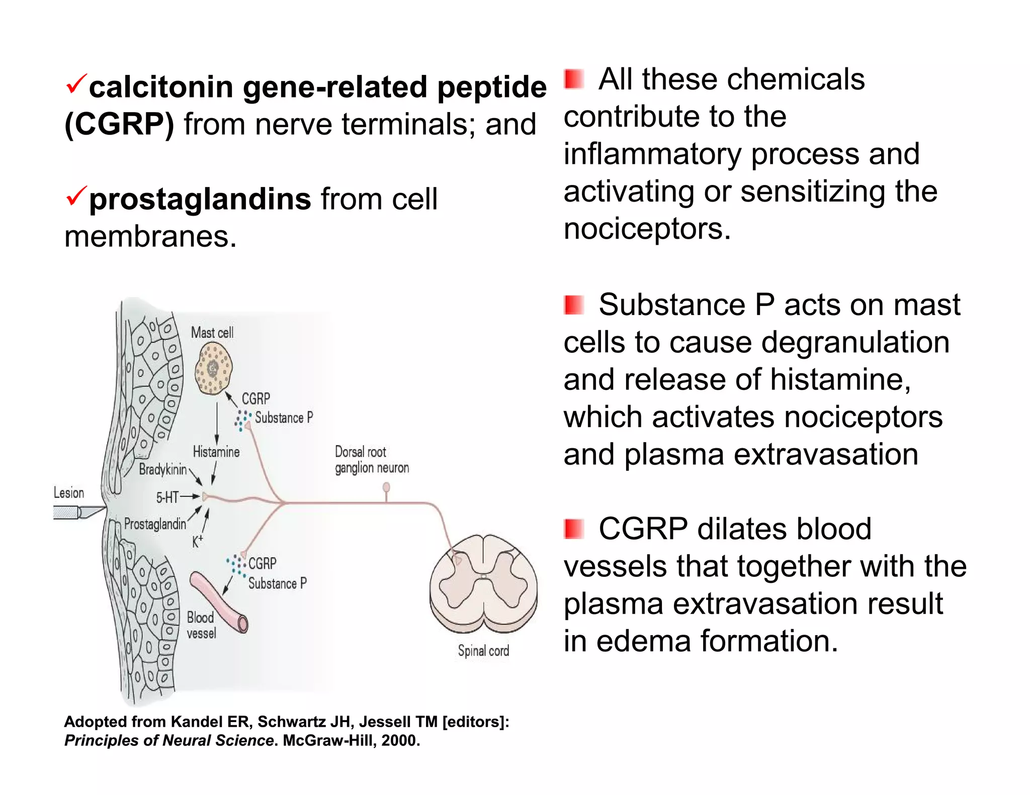 calcitonin gene-related peptide    All these chemicals
(CGRP) from nerve terminals; and contribute to the
                                 inflammatory process and
prostaglandins from cell        activating or sensitizing the
membranes.                       nociceptors.

                                                               Substance P acts on mast
                                                             cells to cause degranulation
                                                             and release of histamine,
                                                             which activates nociceptors
                                                             and plasma extravasation

                                                                CGRP dilates blood
                                                             vessels that together with the
                                                             plasma extravasation result
                                                             in edema formation.

Adopted from Kandel ER, Schwartz JH, Jessell TM [editors]:
Principles of Neural Science. McGraw-Hill, 2000.
 