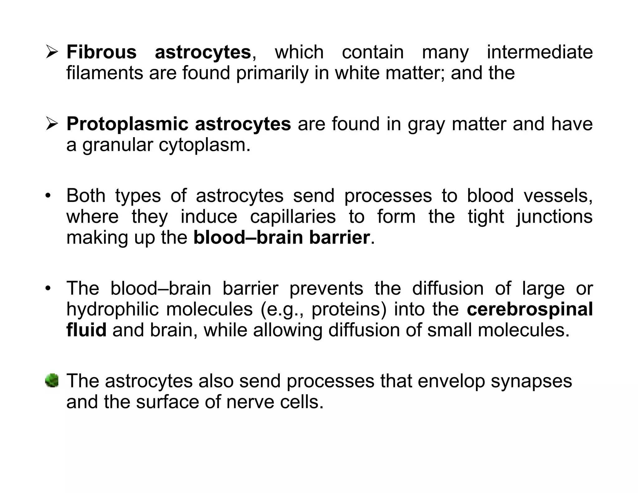  Fibrous astrocytes, which contain many intermediate
  filaments are found primarily in white matter; and the

 Protoplasmic astrocytes are found in gray matter and have
  a granular cytoplasm.

• Both types of astrocytes send processes to blood vessels,
  where they induce capillaries to form the tight junctions
  making up the blood–brain barrier.

• The blood–brain barrier prevents the diffusion of large or
  hydrophilic molecules (e.g., proteins) into the cerebrospinal
  fluid and brain, while allowing diffusion of small molecules.

  The astrocytes also send processes that envelop synapses
  and the surface of nerve cells.
 