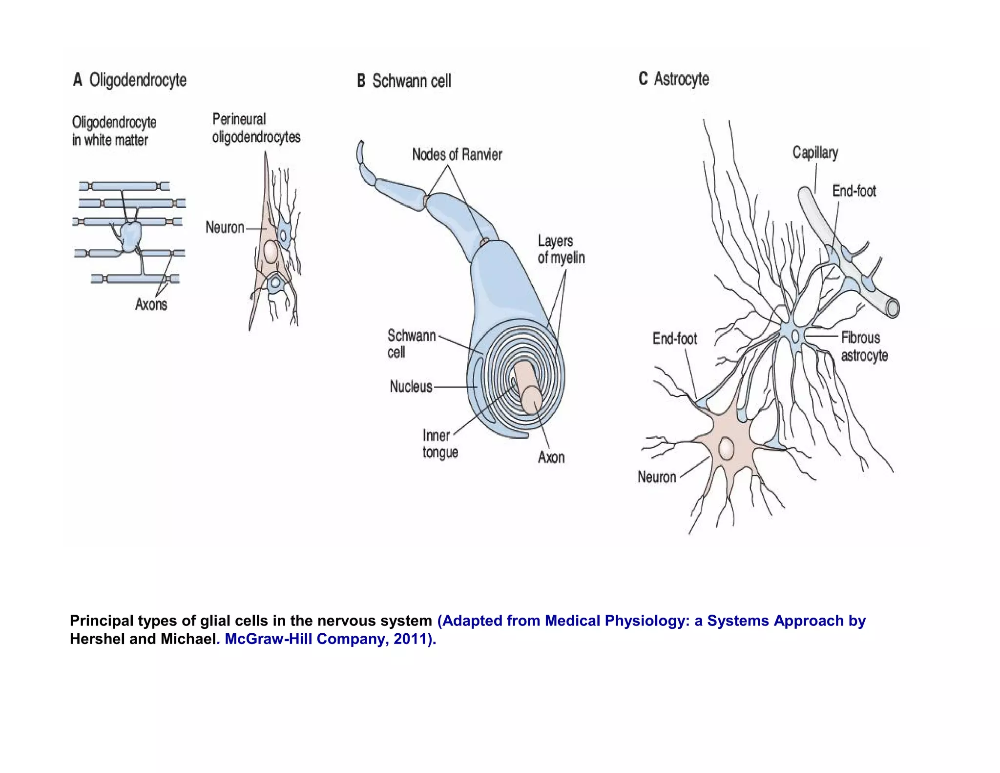 Principal types of glial cells in the nervous system (Adapted from Medical Physiology: a Systems Approach by
Hershel and Michael. McGraw-Hill Company, 2011).
 