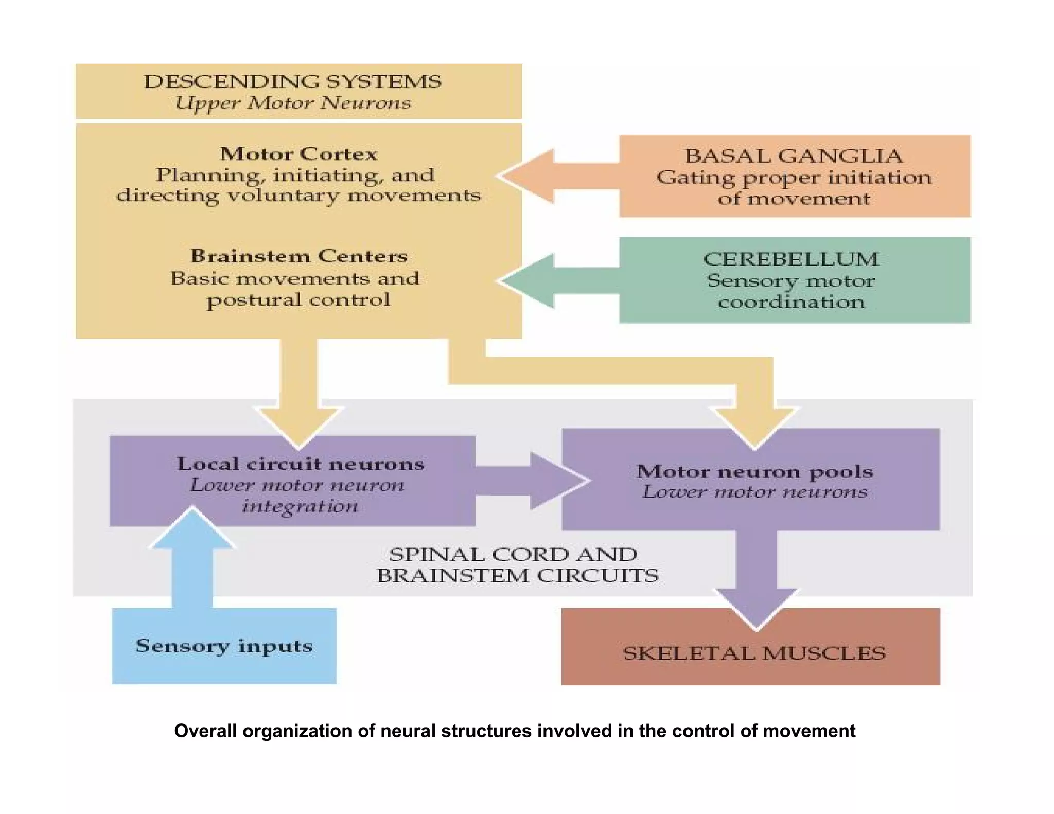 Overall organization of neural structures involved in the control of movement
 