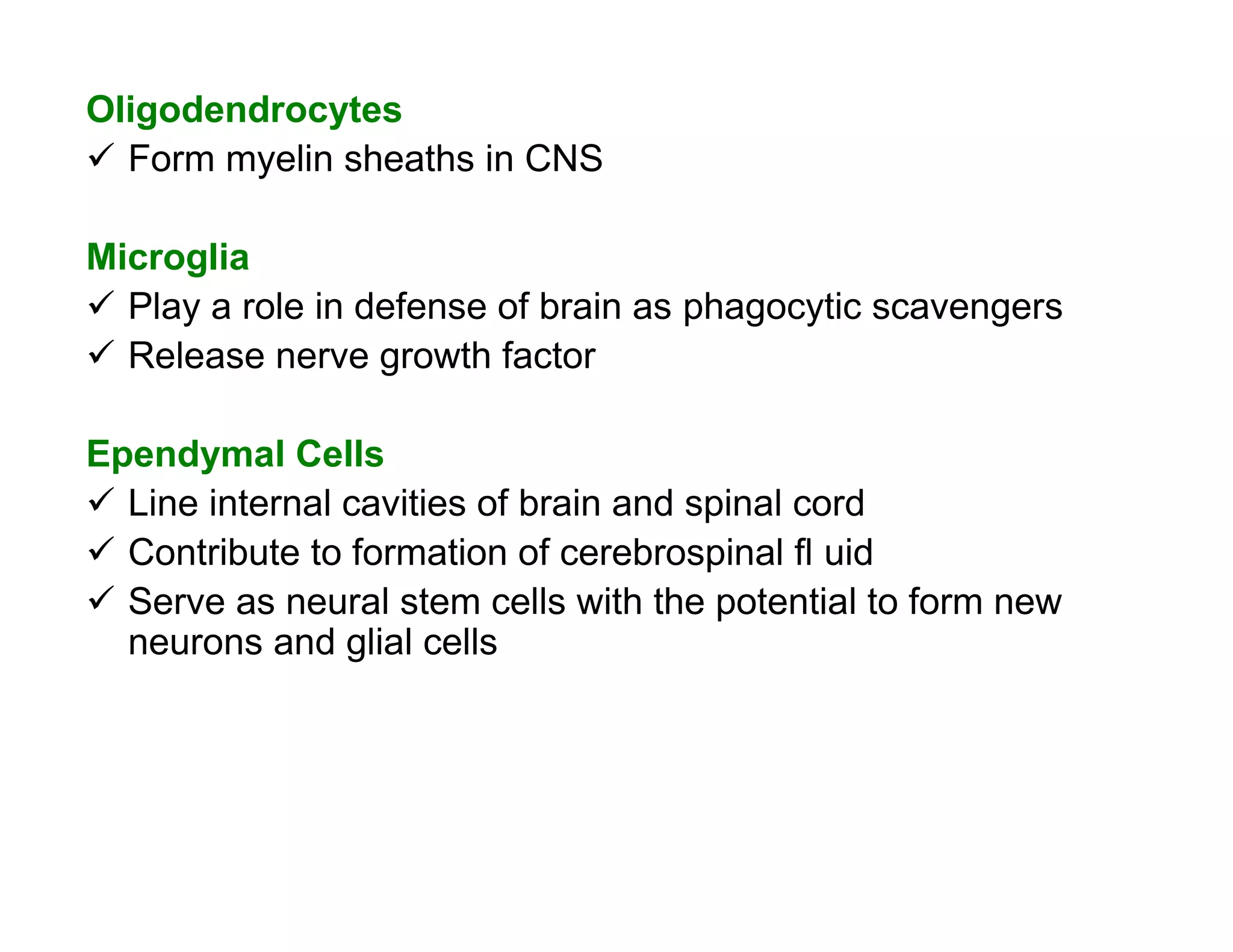 Oligodendrocytes
 Form myelin sheaths in CNS

Microglia
 Play a role in defense of brain as phagocytic scavengers
 Release nerve growth factor

Ependymal Cells
 Line internal cavities of brain and spinal cord
 Contribute to formation of cerebrospinal fl uid
 Serve as neural stem cells with the potential to form new
  neurons and glial cells
 