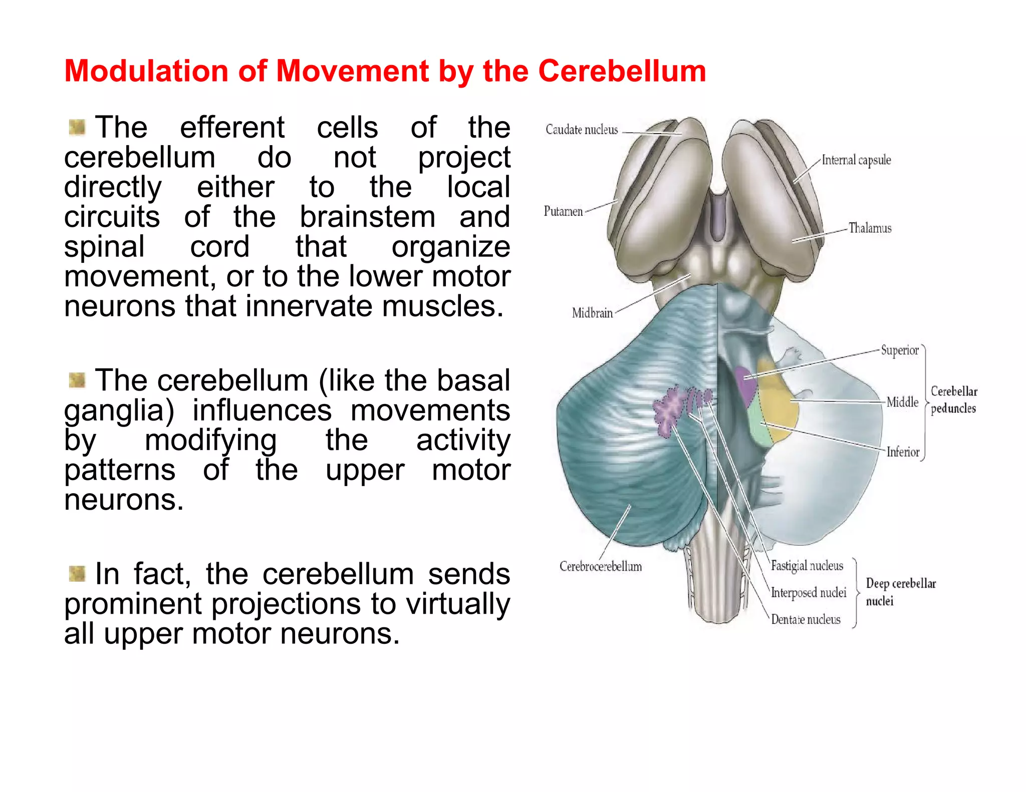 Modulation of Movement by the Cerebellum
   The efferent cells of the
cerebellum do not project
directly either to the local
circuits of the brainstem and
spinal cord that organize
movement, or to the lower motor
neurons that innervate muscles.

  The cerebellum (like the basal
ganglia) influences movements
by    modifying    the   activity
patterns of the upper motor
neurons.

   In fact, the cerebellum sends
prominent projections to virtually
all upper motor neurons.
 