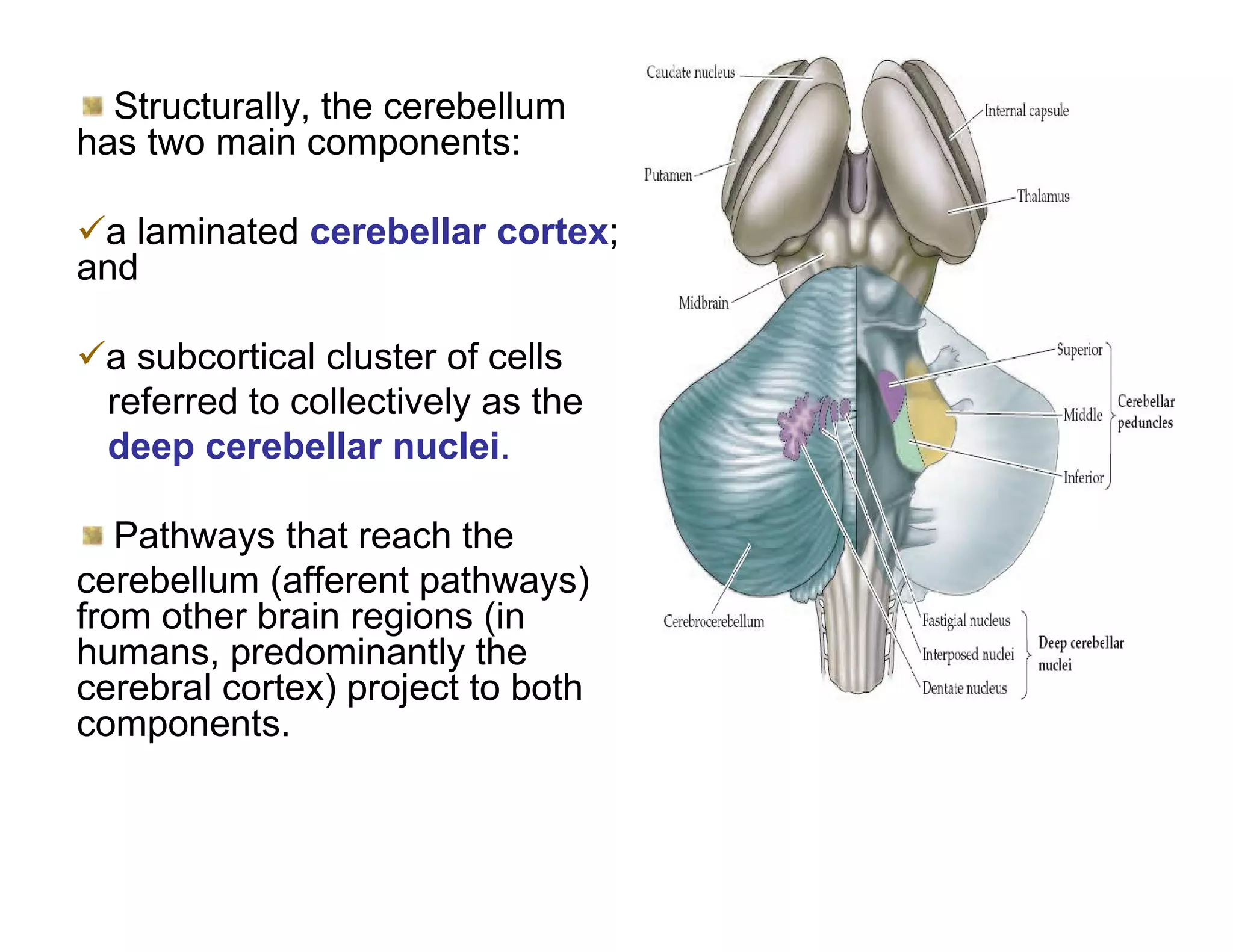 Structurally, the cerebellum
has two main components:

a laminated cerebellar cortex;
and

a subcortical cluster of cells
 referred to collectively as the
 deep cerebellar nuclei.

   Pathways that reach the
cerebellum (afferent pathways)
from other brain regions (in
humans, predominantly the
cerebral cortex) project to both
components.
 