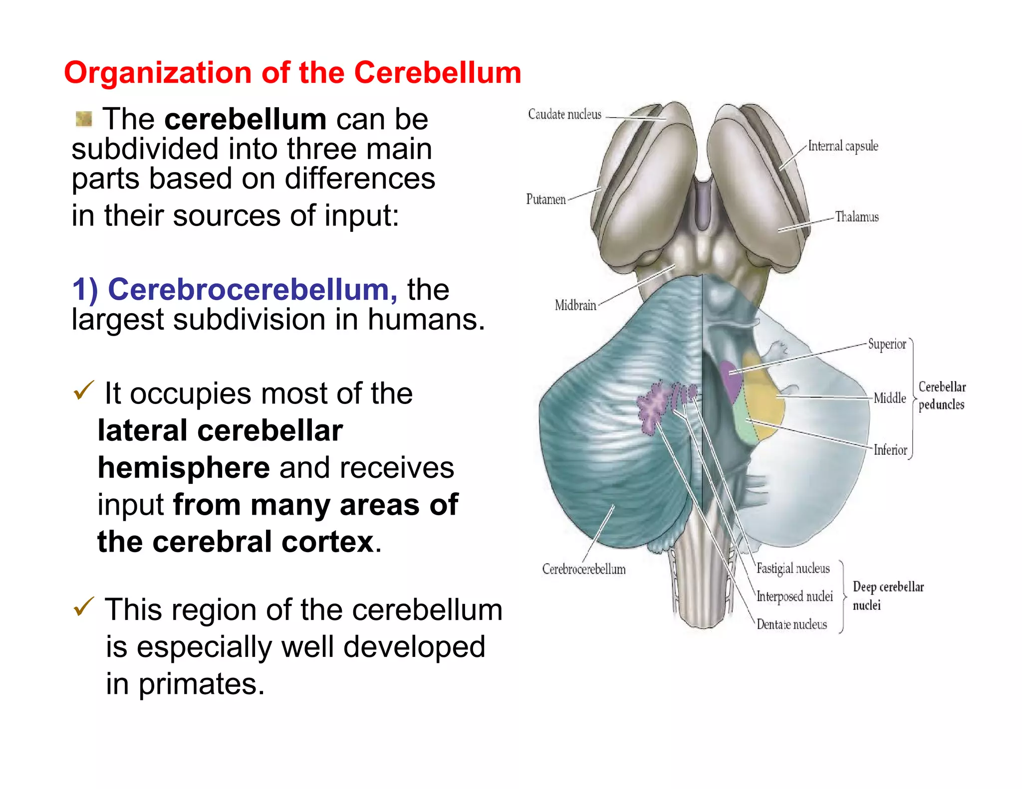Organization of the Cerebellum
   The cerebellum can be
subdivided into three main
parts based on differences
in their sources of input:

1) Cerebrocerebellum, the
largest subdivision in humans.

 It occupies most of the
 lateral cerebellar
 hemisphere and receives
 input from many areas of
 the cerebral cortex.

 This region of the cerebellum
  is especially well developed
  in primates.
 