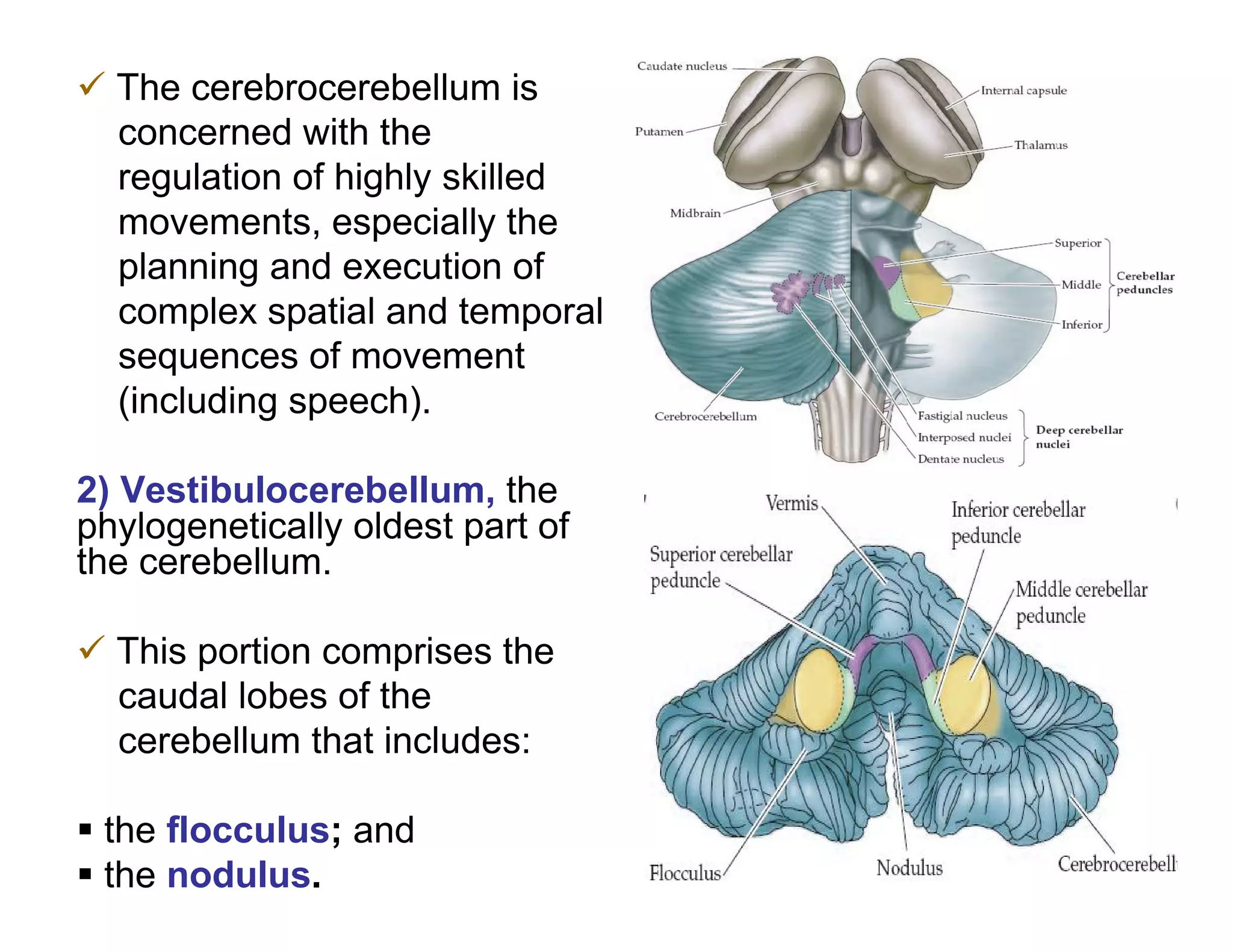  The cerebrocerebellum is
  concerned with the
  regulation of highly skilled
  movements, especially the
  planning and execution of
  complex spatial and temporal
  sequences of movement
  (including speech).

2) Vestibulocerebellum, the
phylogenetically oldest part of
the cerebellum.

 This portion comprises the
  caudal lobes of the
  cerebellum that includes:

 the flocculus; and
 the nodulus.
 
