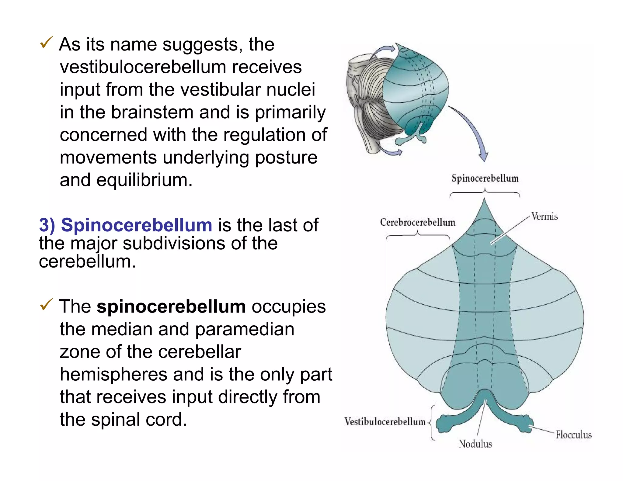  As its name suggests, the
  vestibulocerebellum receives
  input from the vestibular nuclei
  in the brainstem and is primarily
  concerned with the regulation of
  movements underlying posture
  and equilibrium.

3) Spinocerebellum is the last of
the major subdivisions of the
cerebellum.

 The spinocerebellum occupies
  the median and paramedian
  zone of the cerebellar
  hemispheres and is the only part
  that receives input directly from
  the spinal cord.
 