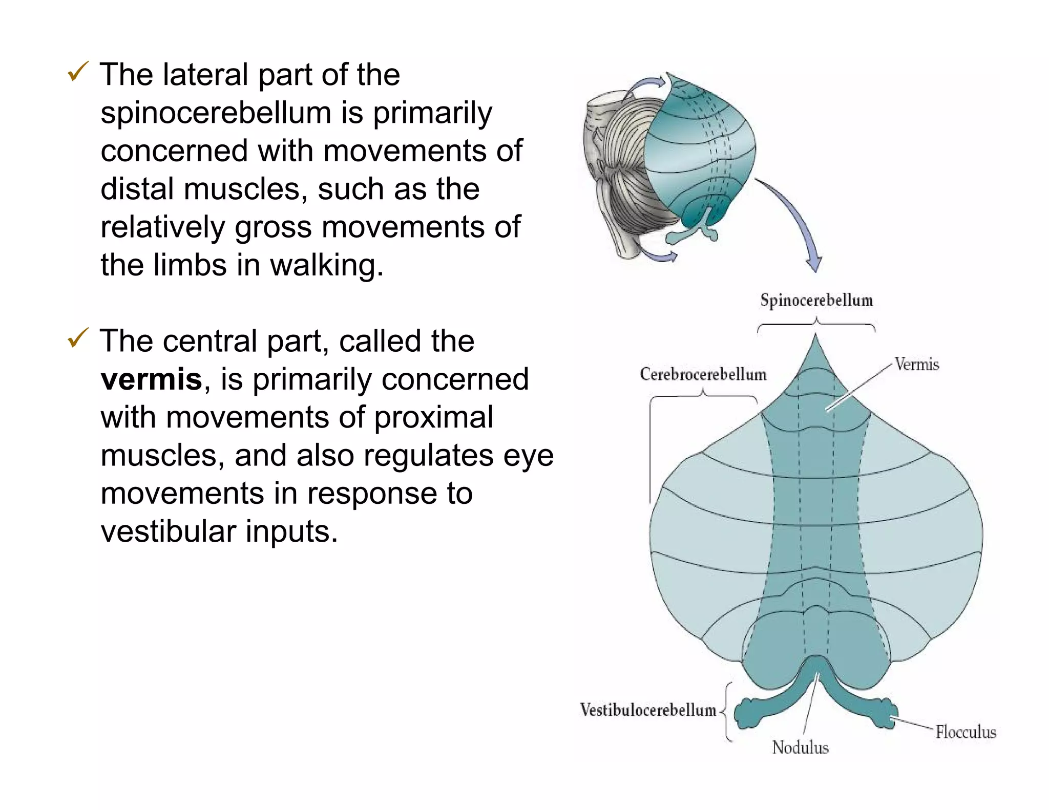  The lateral part of the
  spinocerebellum is primarily
  concerned with movements of
  distal muscles, such as the
  relatively gross movements of
  the limbs in walking.

 The central part, called the
  vermis, is primarily concerned
  with movements of proximal
  muscles, and also regulates eye
  movements in response to
  vestibular inputs.
 