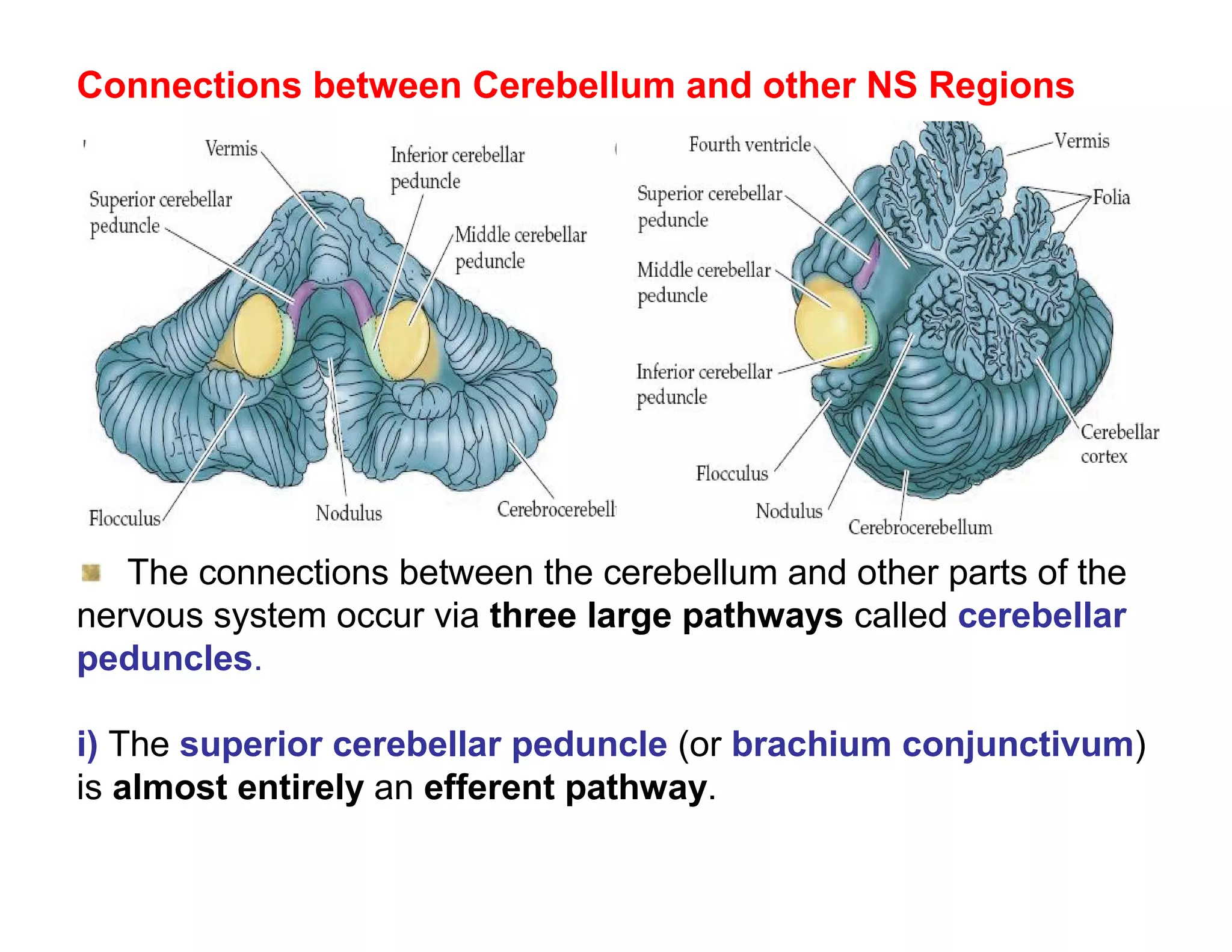 Connections between Cerebellum and other NS Regions




   The connections between the cerebellum and other parts of the
nervous system occur via three large pathways called cerebellar
peduncles.

i) The superior cerebellar peduncle (or brachium conjunctivum)
is almost entirely an efferent pathway.
 