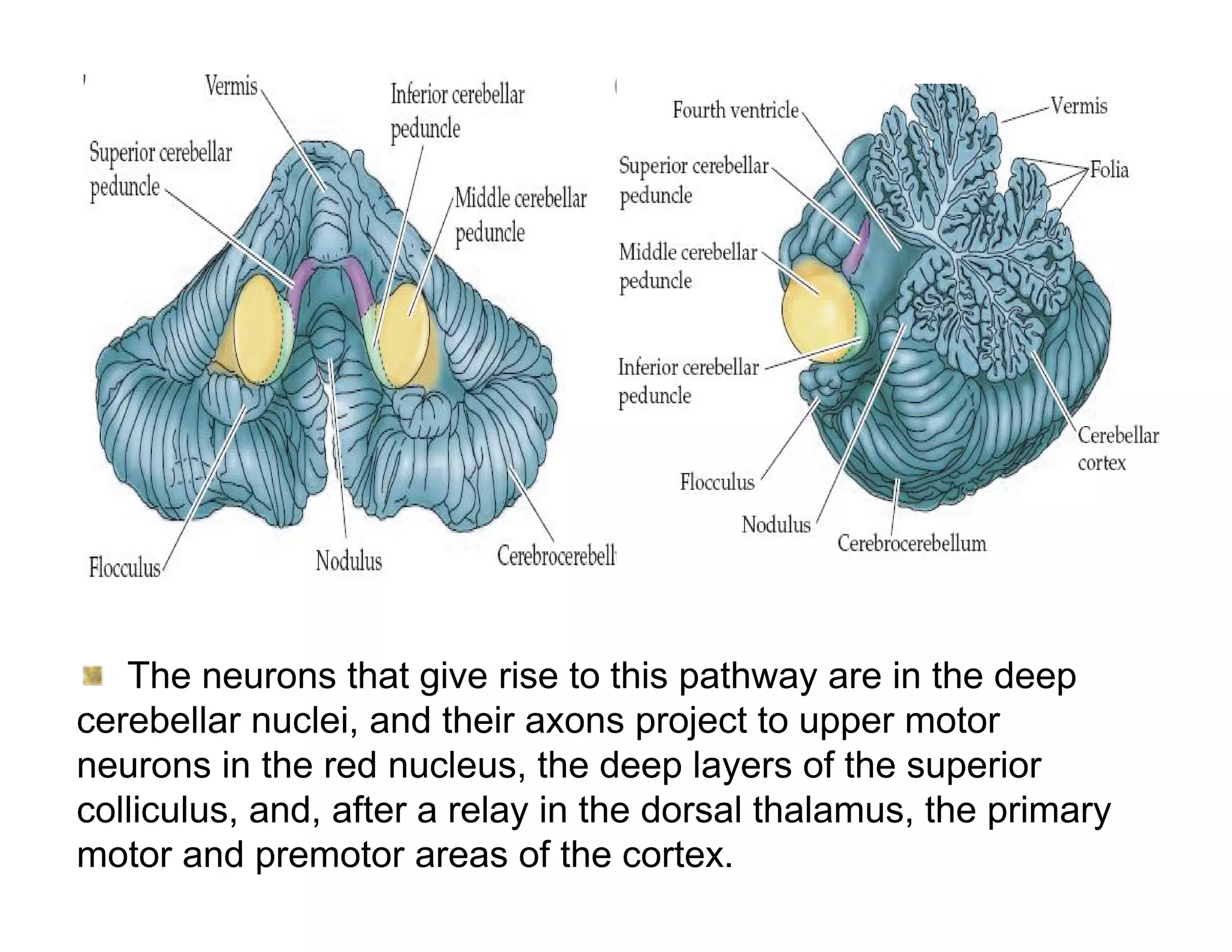The neurons that give rise to this pathway are in the deep
cerebellar nuclei, and their axons project to upper motor
neurons in the red nucleus, the deep layers of the superior
colliculus, and, after a relay in the dorsal thalamus, the primary
motor and premotor areas of the cortex.
 