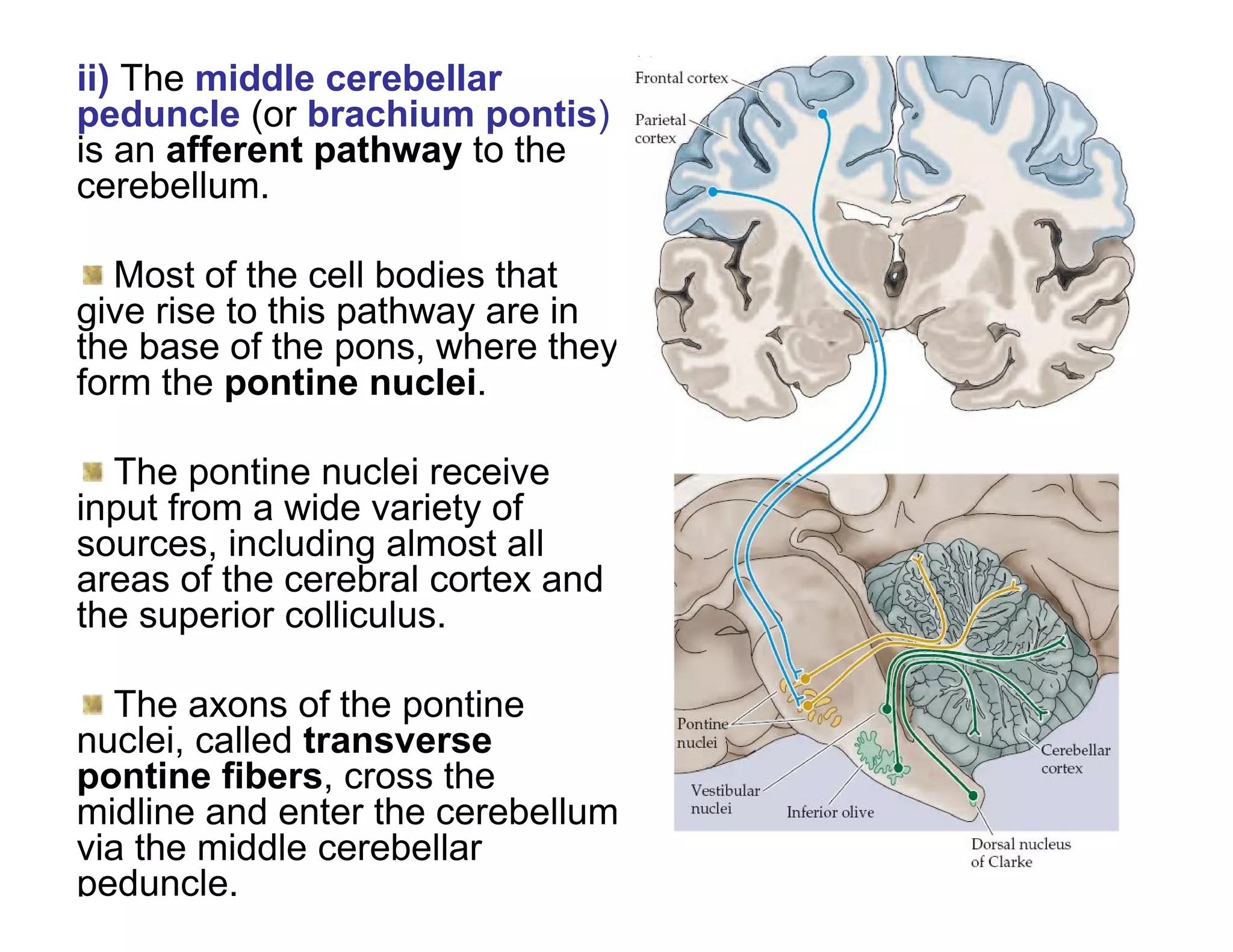 ii) The middle cerebellar
peduncle (or brachium pontis)
is an afferent pathway to the
cerebellum.

  Most of the cell bodies that
give rise to this pathway are in
the base of the pons, where they
form the pontine nuclei.

  The pontine nuclei receive
input from a wide variety of
sources, including almost all
areas of the cerebral cortex and
the superior colliculus.

  The axons of the pontine
nuclei, called transverse
pontine fibers, cross the
midline and enter the cerebellum
via the middle cerebellar
peduncle.
 