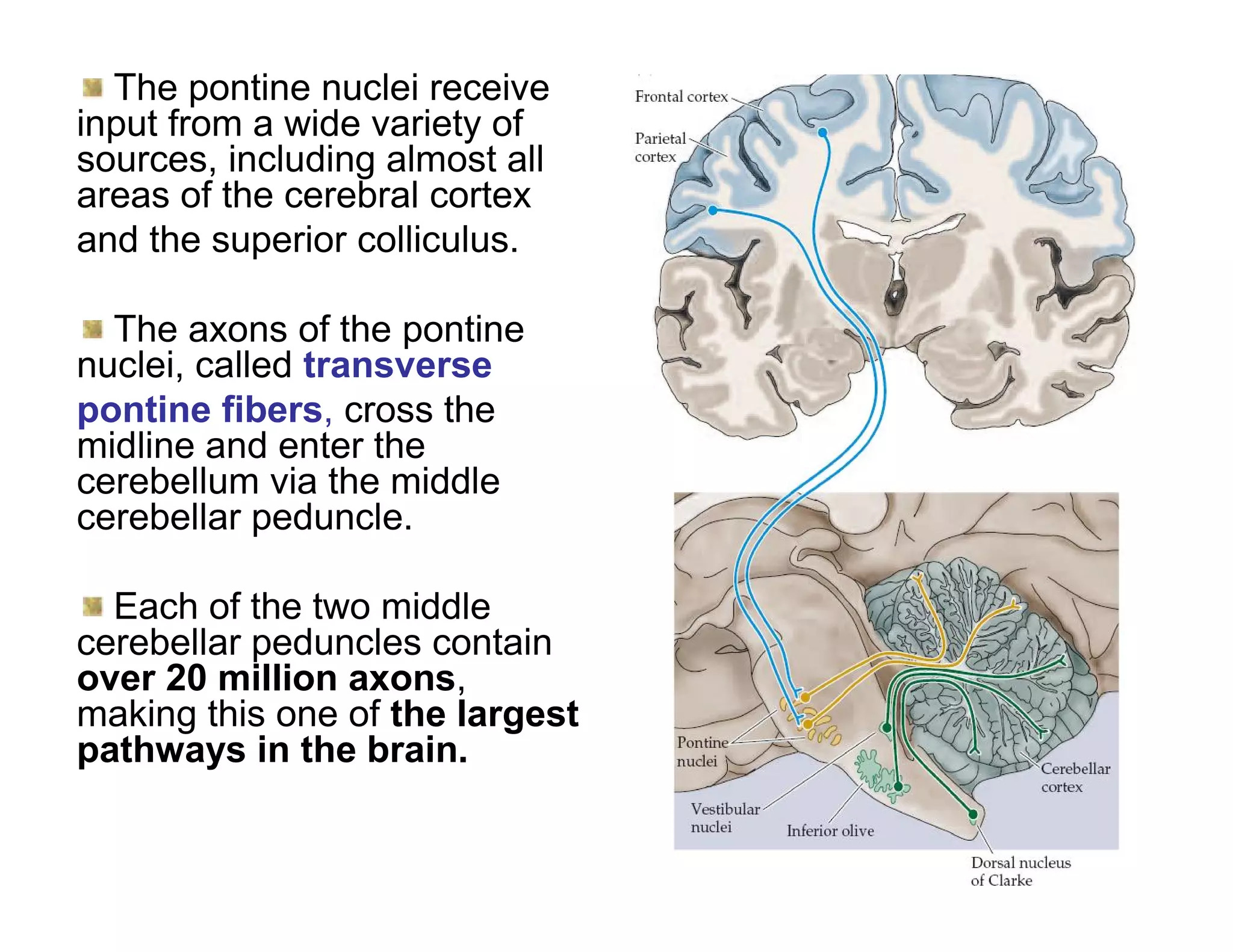 The pontine nuclei receive
input from a wide variety of
sources, including almost all
areas of the cerebral cortex
and the superior colliculus.

  The axons of the pontine
nuclei, called transverse
pontine fibers, cross the
midline and enter the
cerebellum via the middle
cerebellar peduncle.

  Each of the two middle
cerebellar peduncles contain
over 20 million axons,
making this one of the largest
pathways in the brain.
 