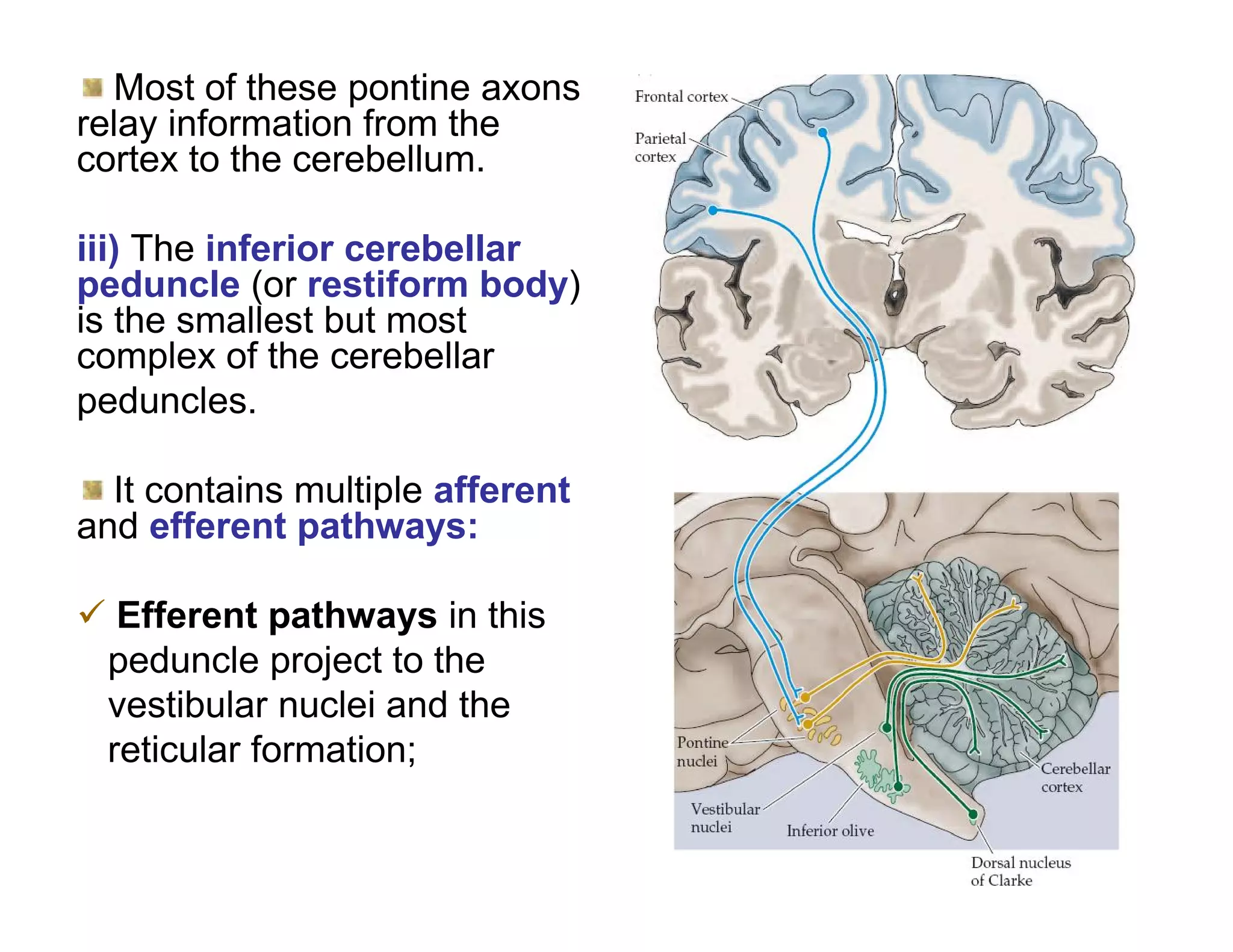 Most of these pontine axons
relay information from the
cortex to the cerebellum.

iii) The inferior cerebellar
peduncle (or restiform body)
is the smallest but most
complex of the cerebellar
peduncles.

  It contains multiple afferent
and efferent pathways:

 Efferent pathways in this
 peduncle project to the
 vestibular nuclei and the
 reticular formation;
 